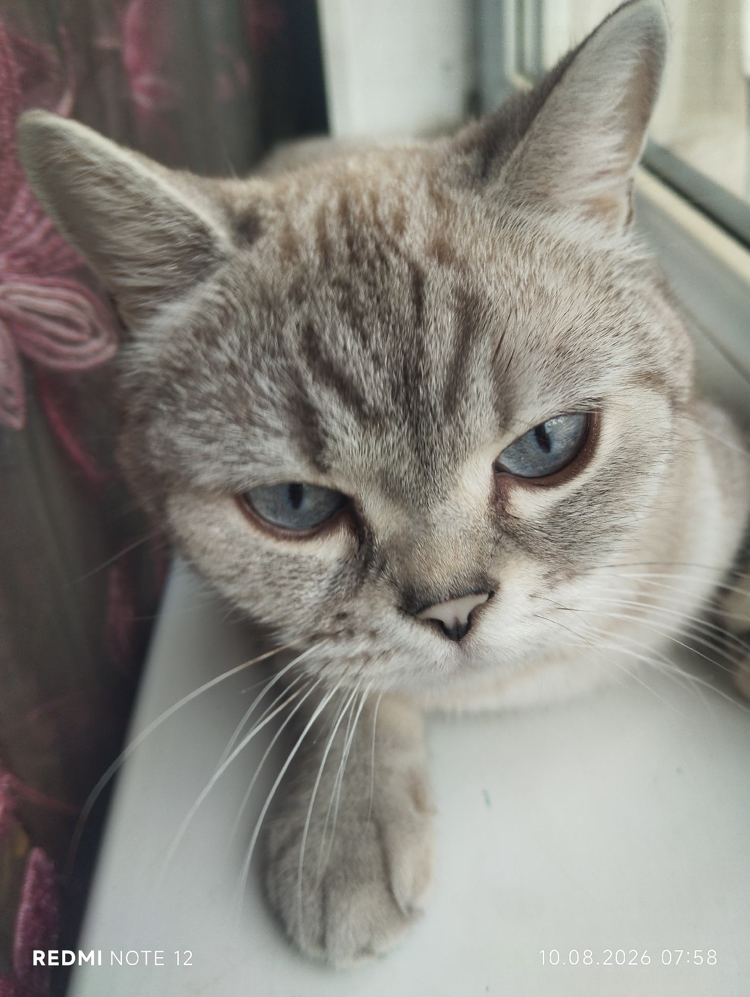 Blue-eyed tabby cat on a Shymkent windowsill, various moods
