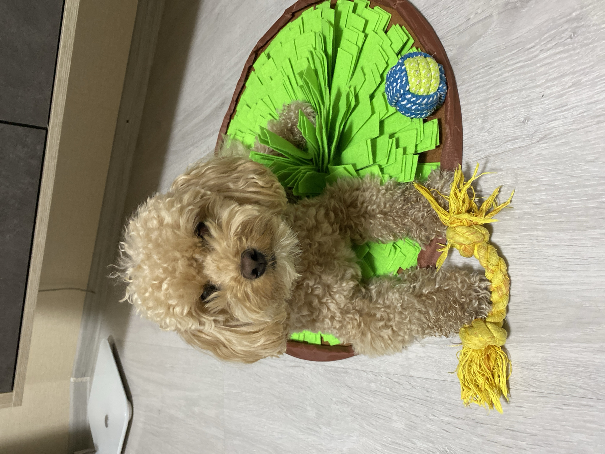 Toy poodle plays with snuffle mat and toys indoors