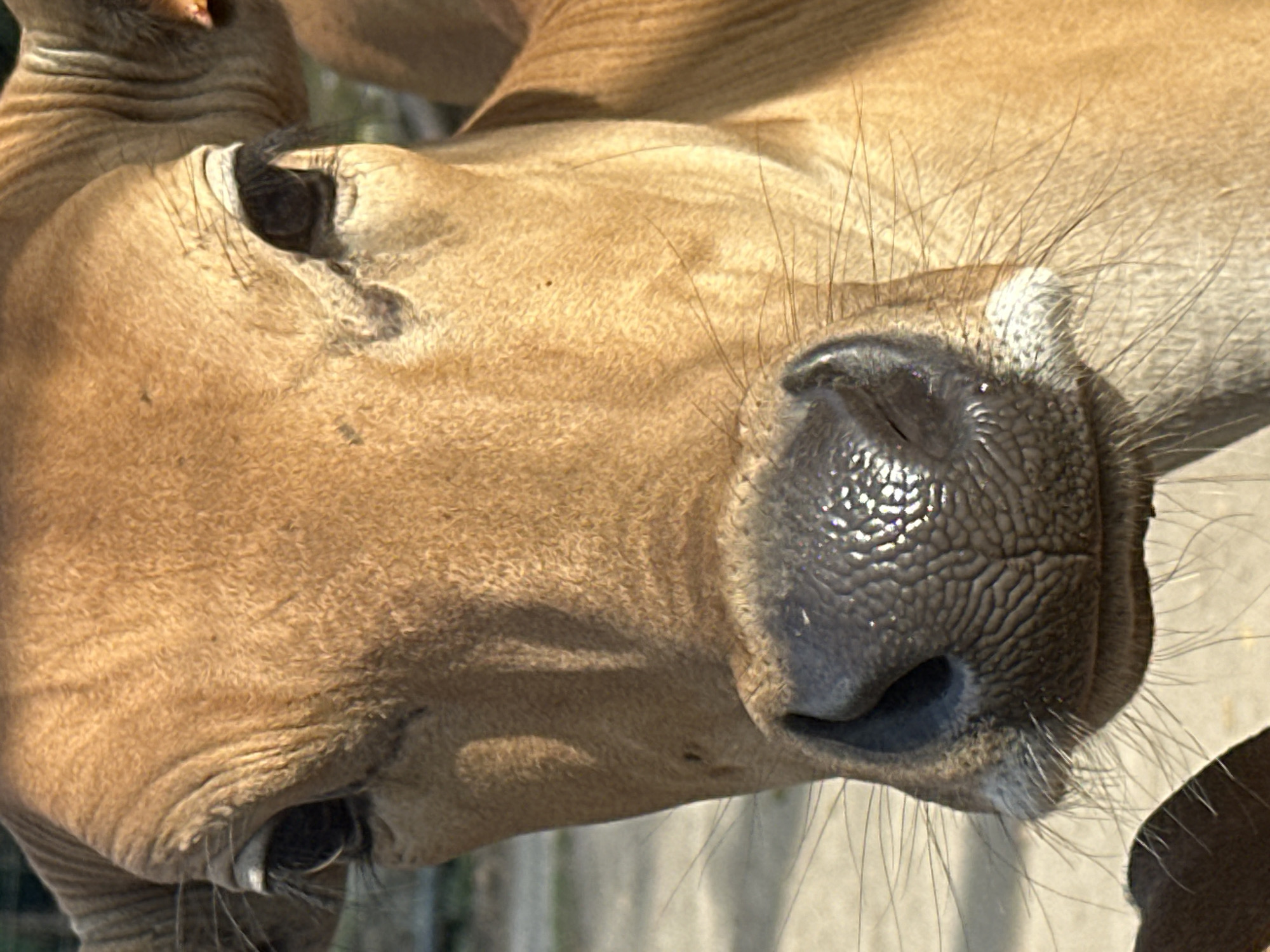 Cattle observed resting and grazing in North Kuta enclosure