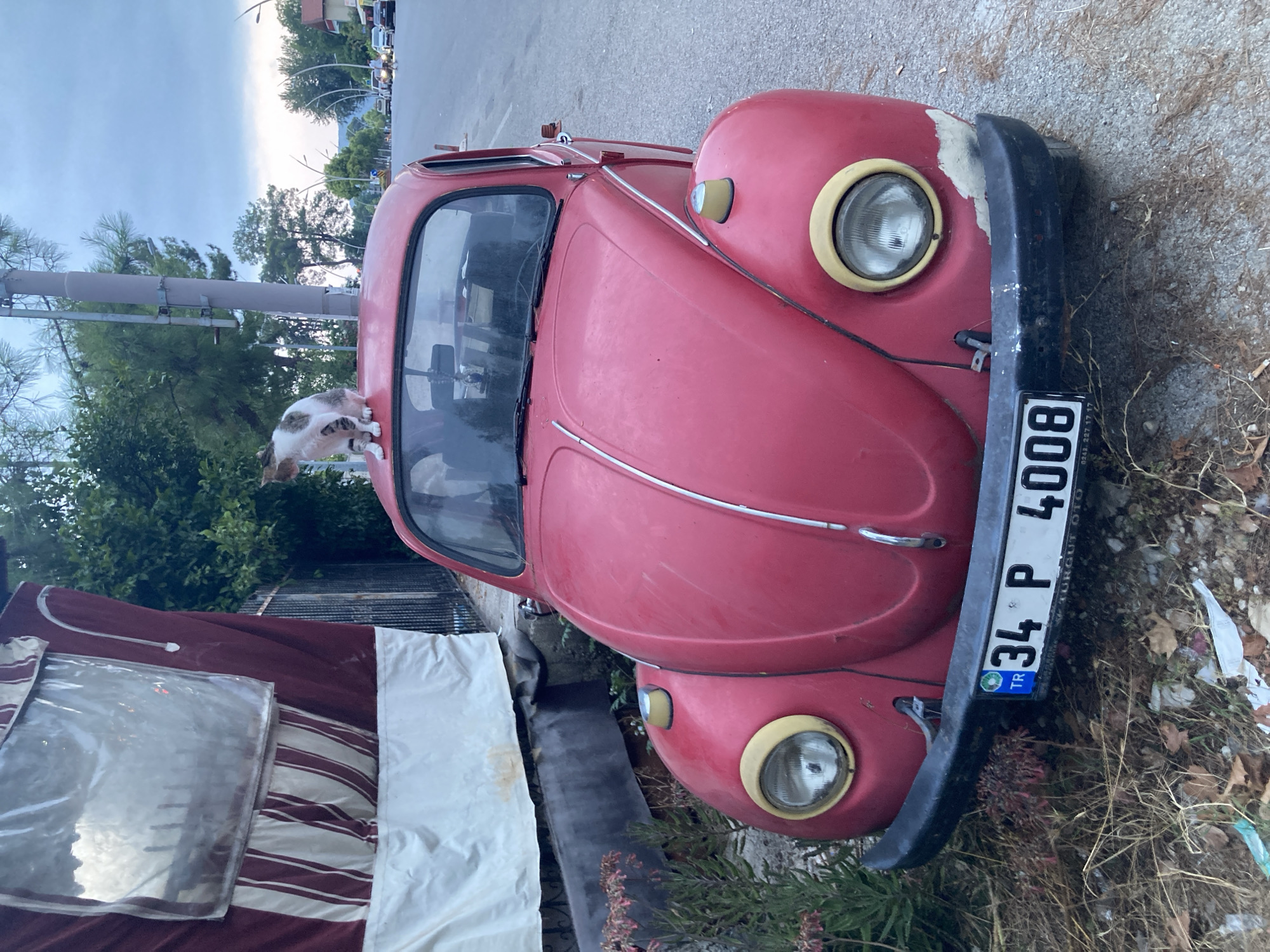 Cats, dogs, and a beat-up Beetle in Kemer's backstreets
