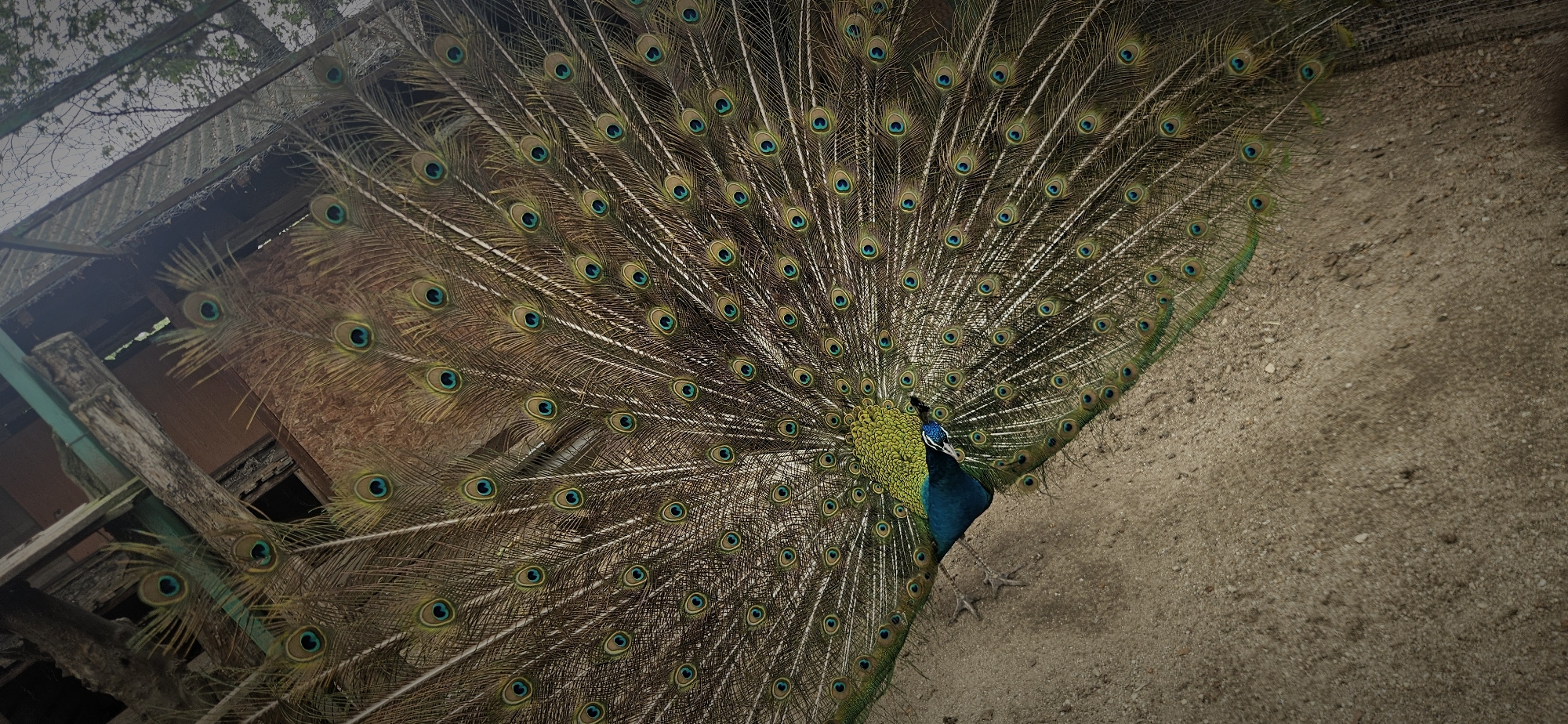 Visitor documents animals at Pazardzhik Zoo during morning visit