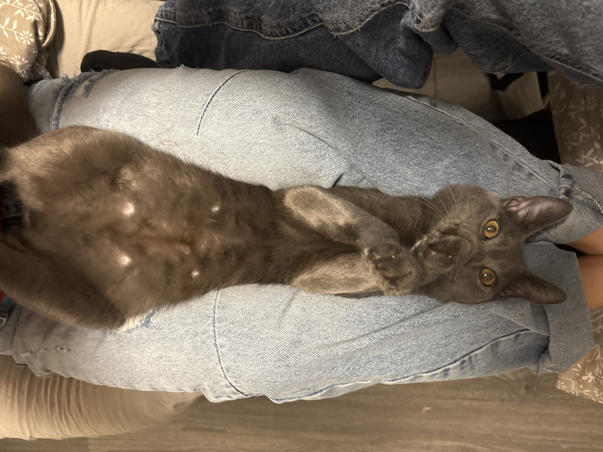 Cat relaxes on owner's lap in Sofia home