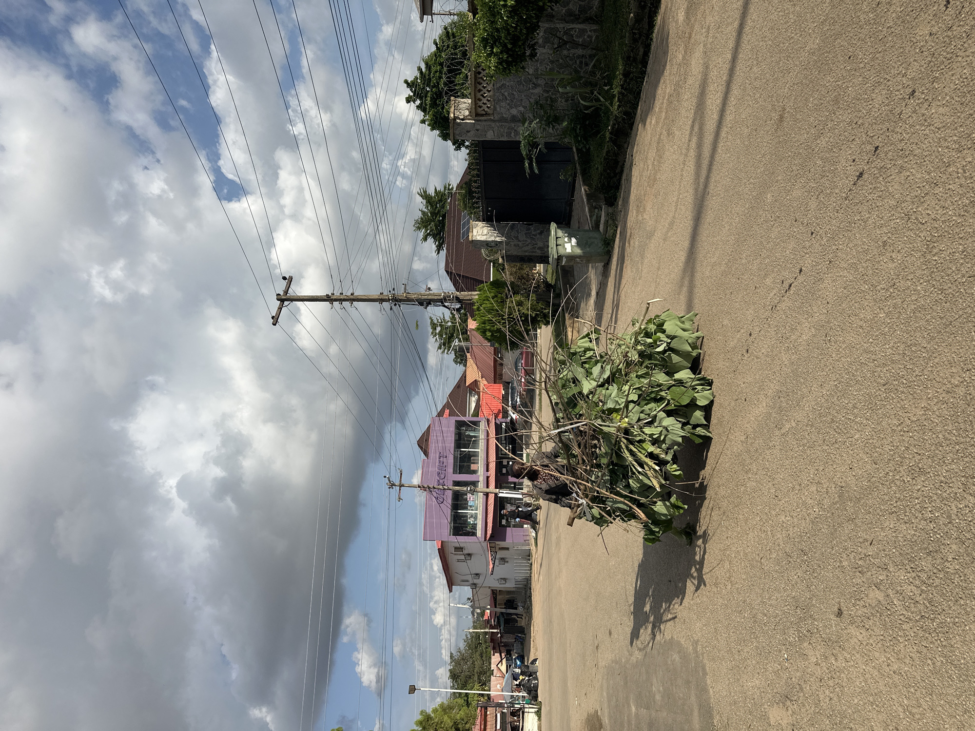 Cut foliage piled on an Abuja roadside near a purple building