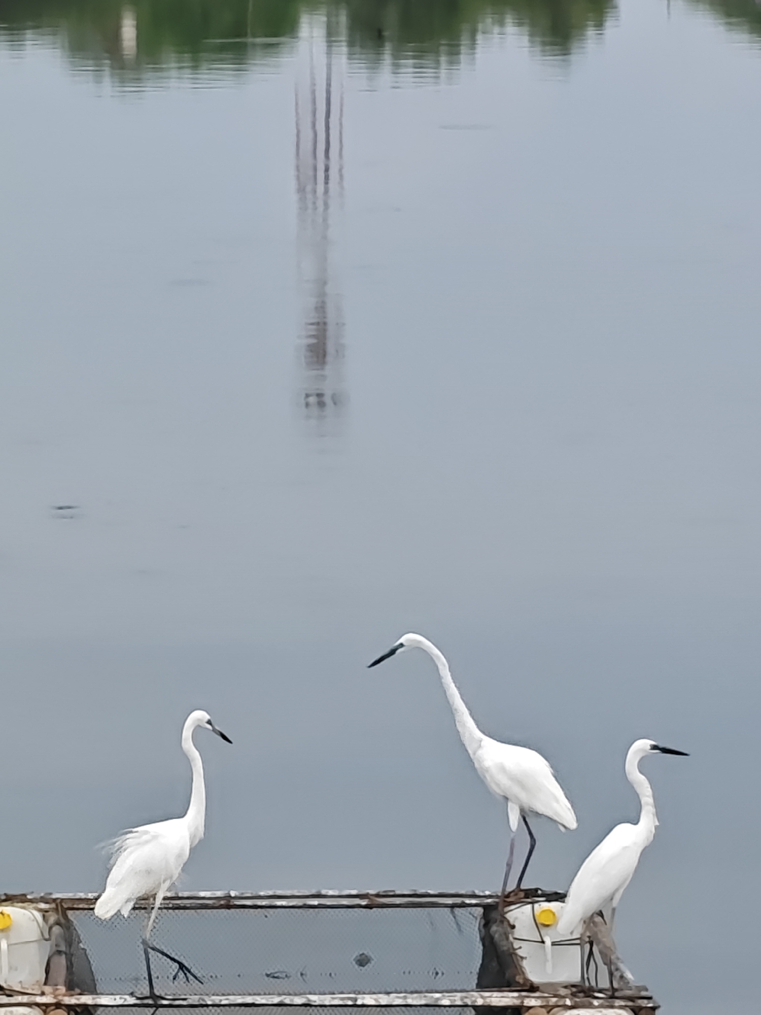 Quiet morning on the Lhokseumawe waterfront, egrets and fishing boats