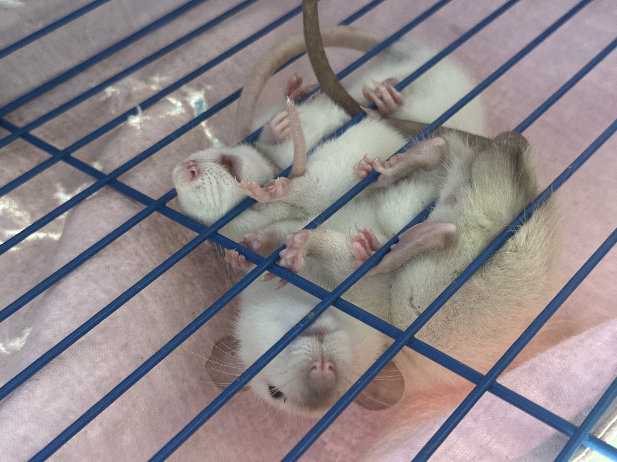Saturday morning pet scenes documented in Stavropol residential area