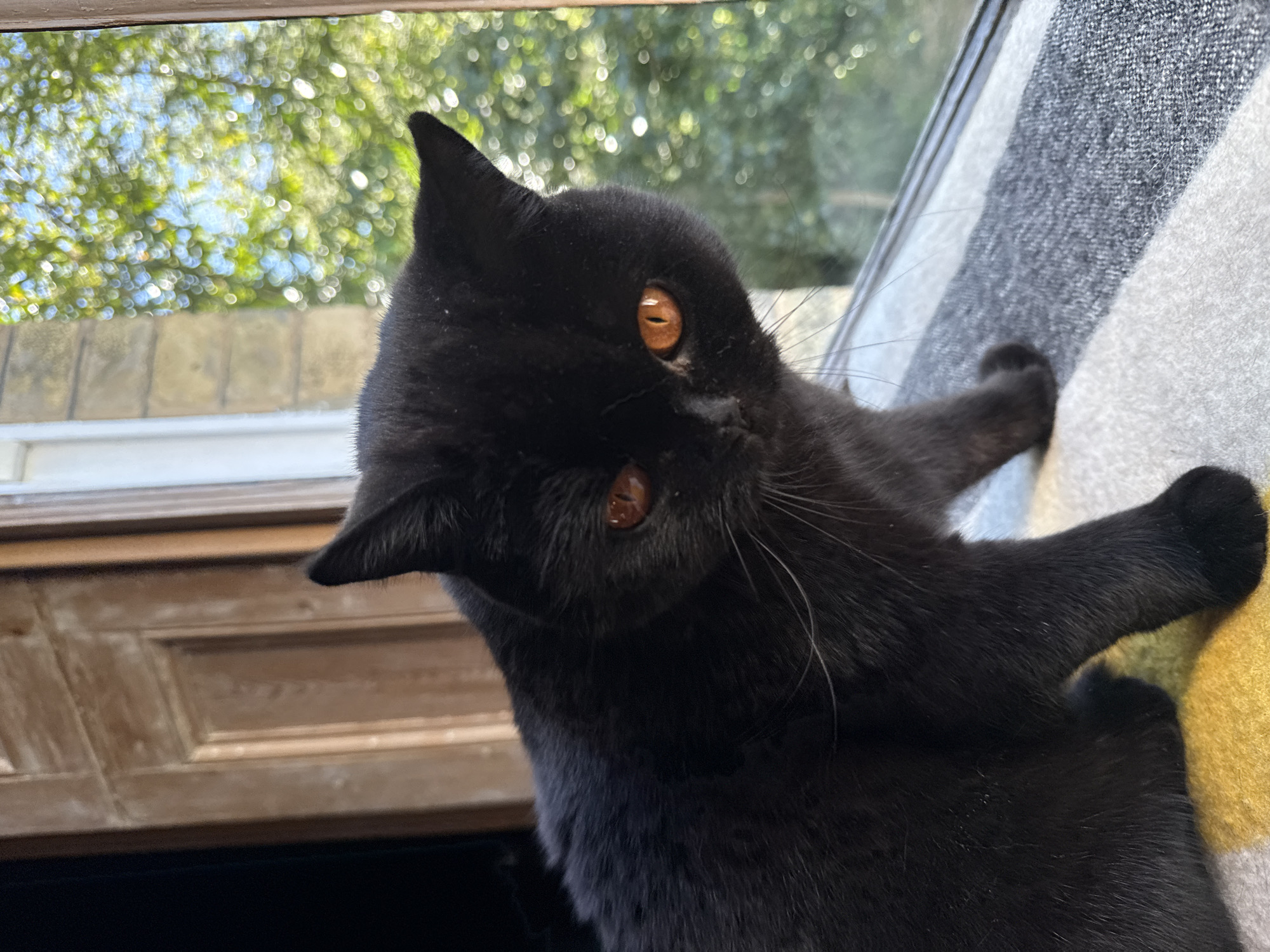 Black cat observed by window in London afternoon
