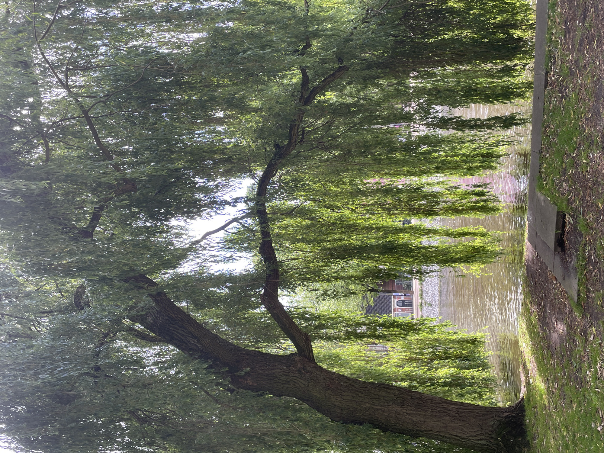 Weeping willow observed along Amsterdam canal during afternoon