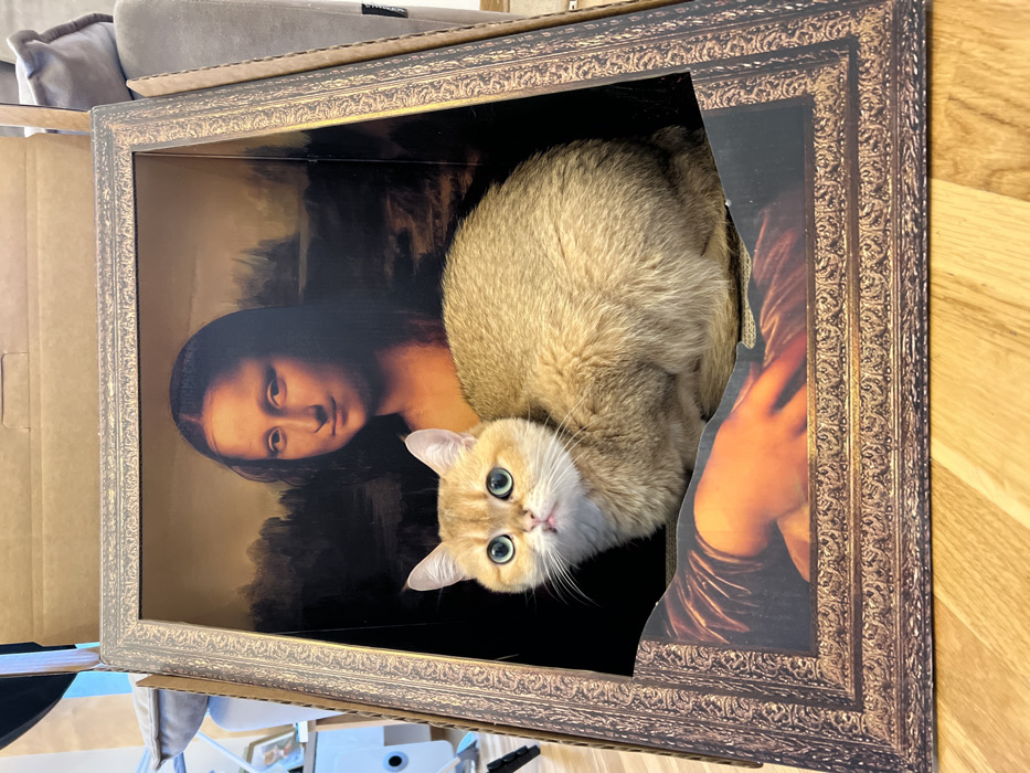 Woman documents afternoon unboxing packages with playful cat in Montenegro