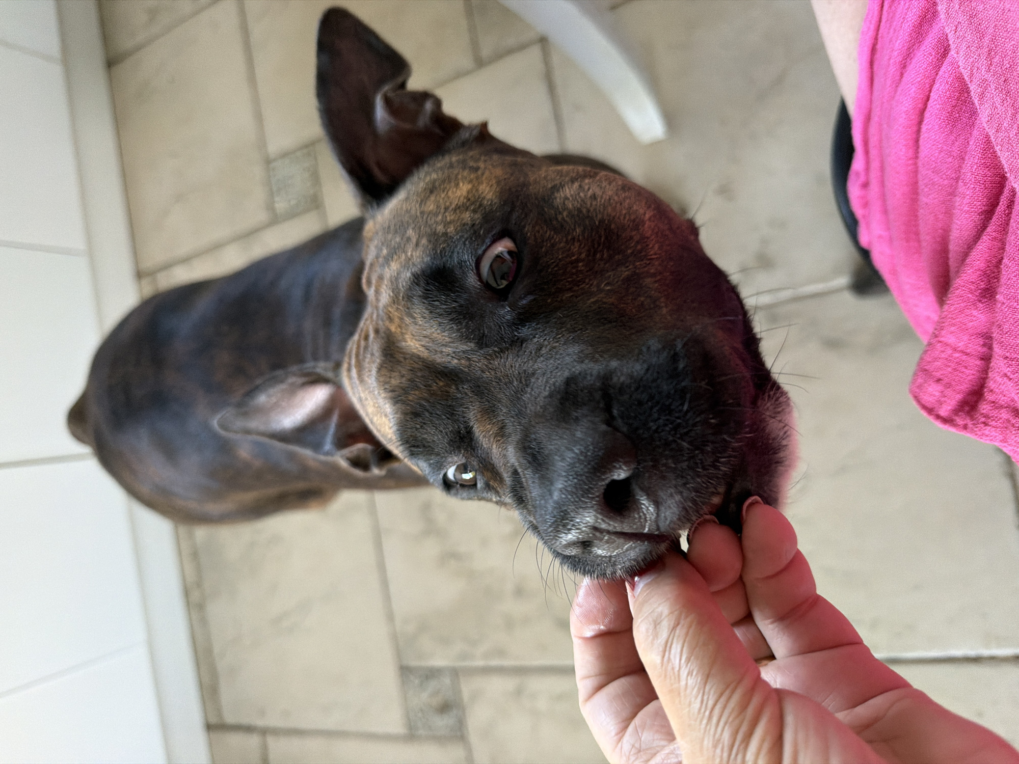 Brindle dog takes a treat in Baloži, Latvia