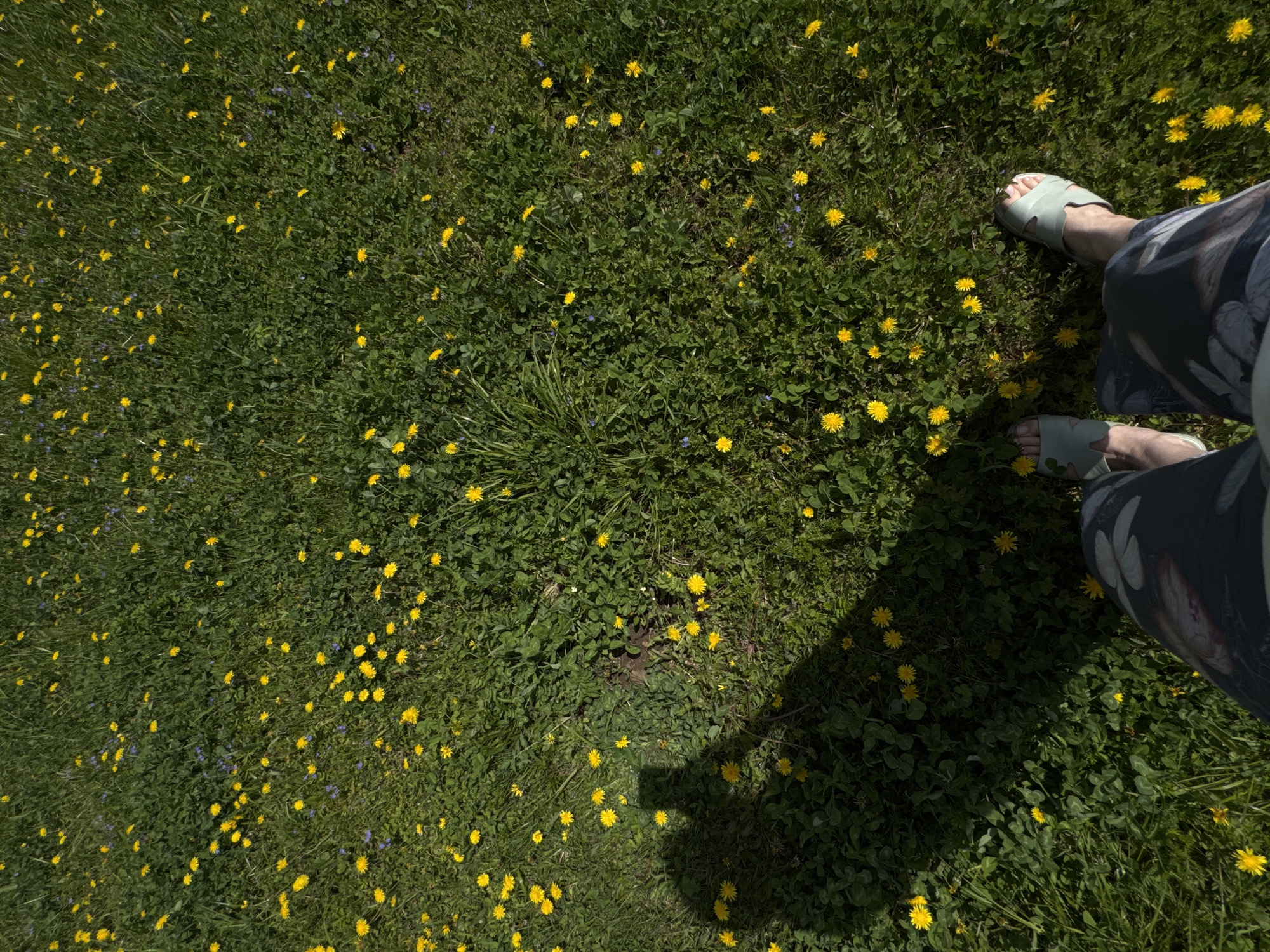 Spring dandelion picking and outdoor meal in rural setting