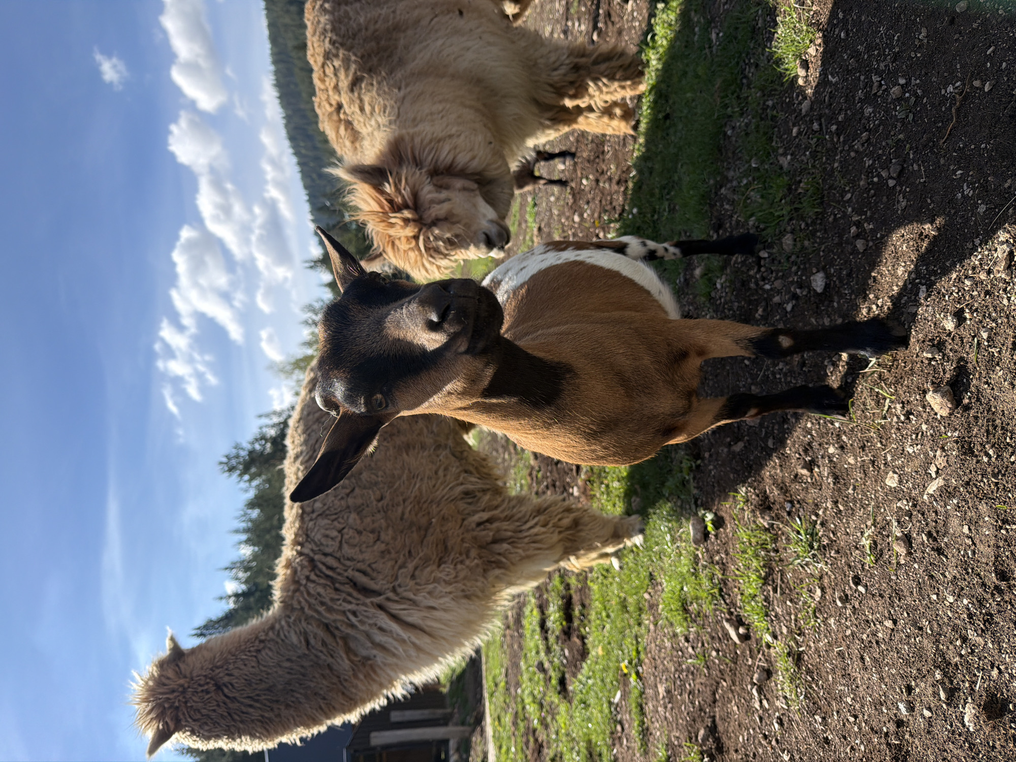 Rural farm animals and landscapes documented in Montenegro villages