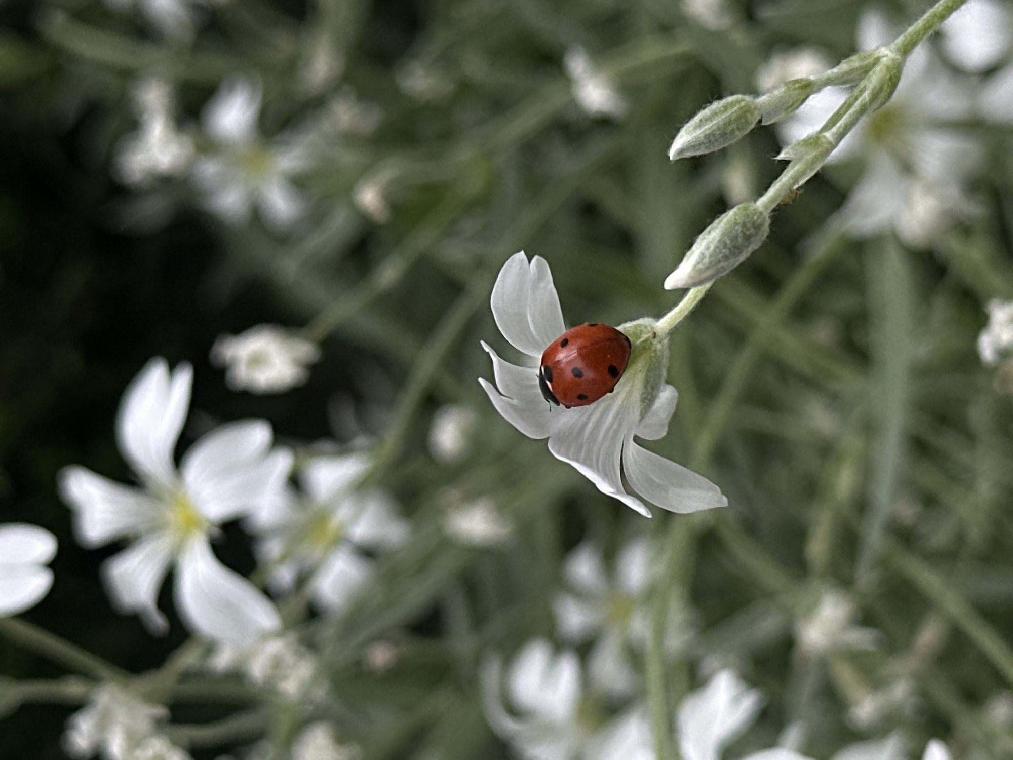 Ladybug spotted on white flowers in Varna, Bulgaria