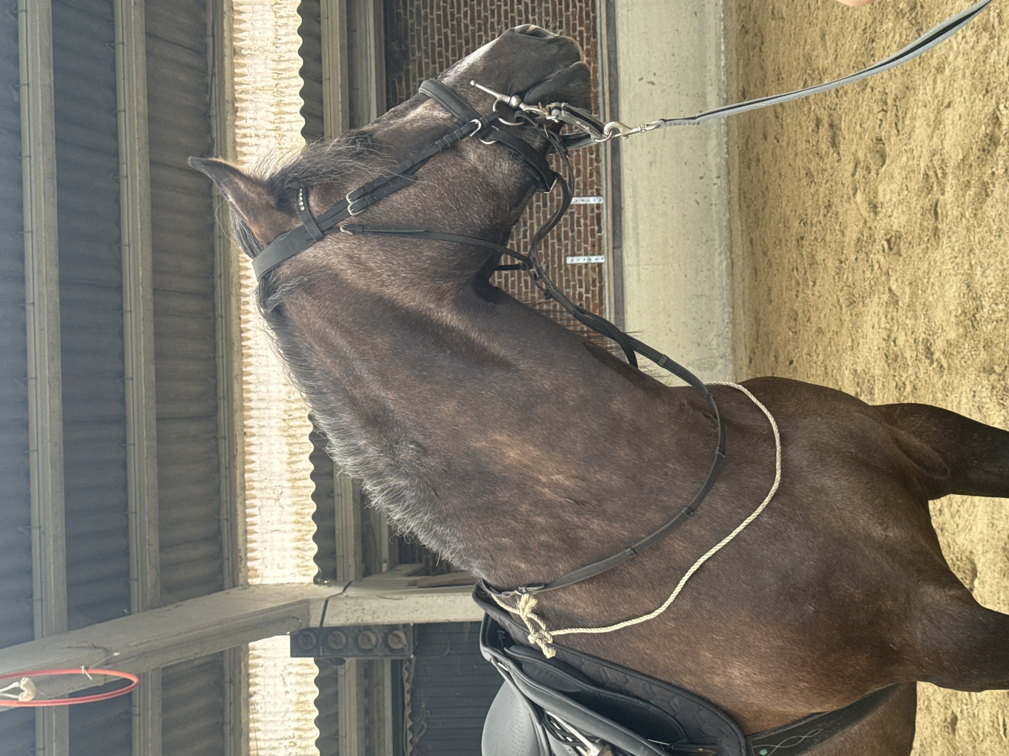 Equestrian Training Session Documented at Estaimpuis Riding Facility