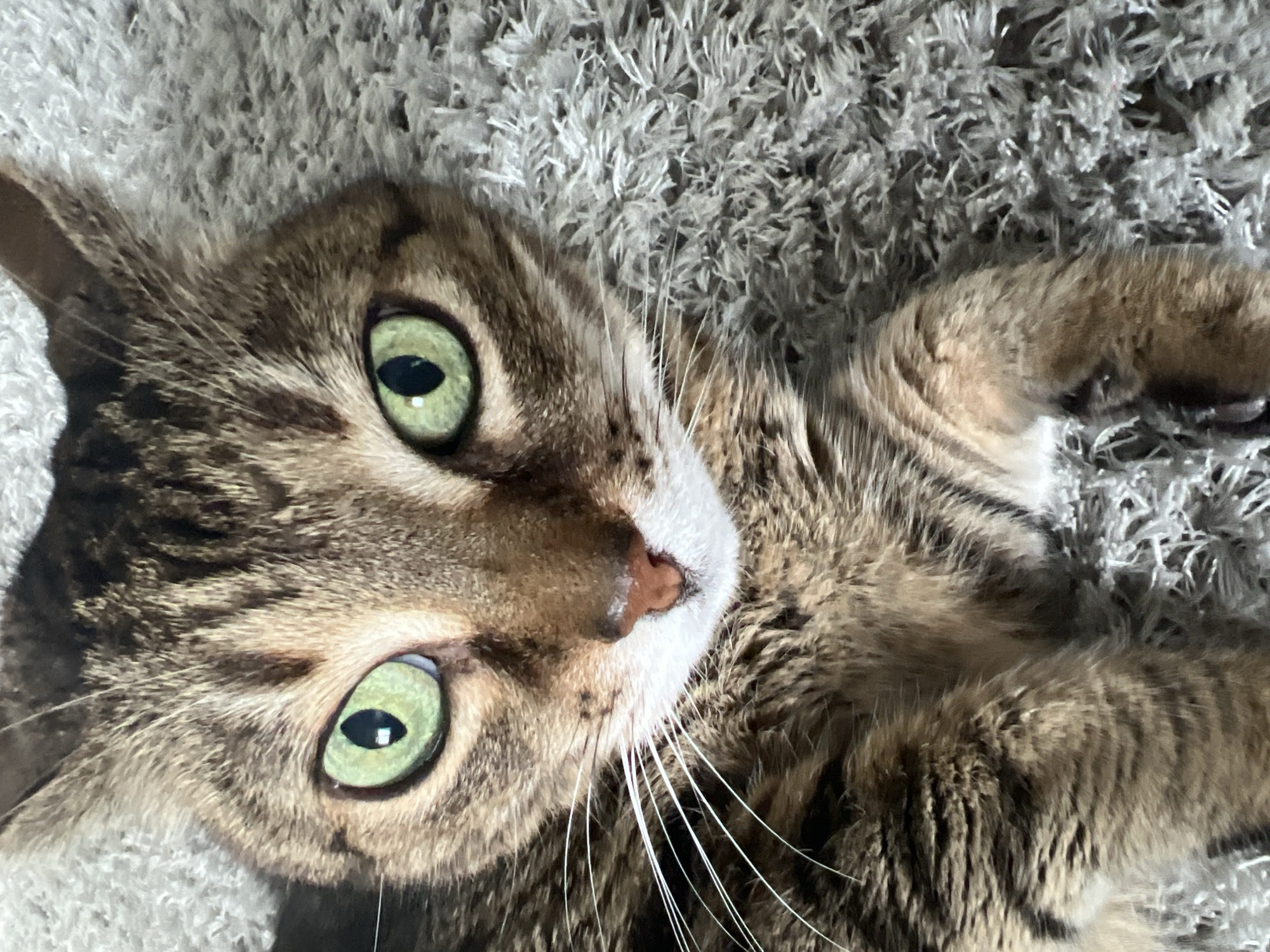 Tabby cat rests on carpet in Romanian home