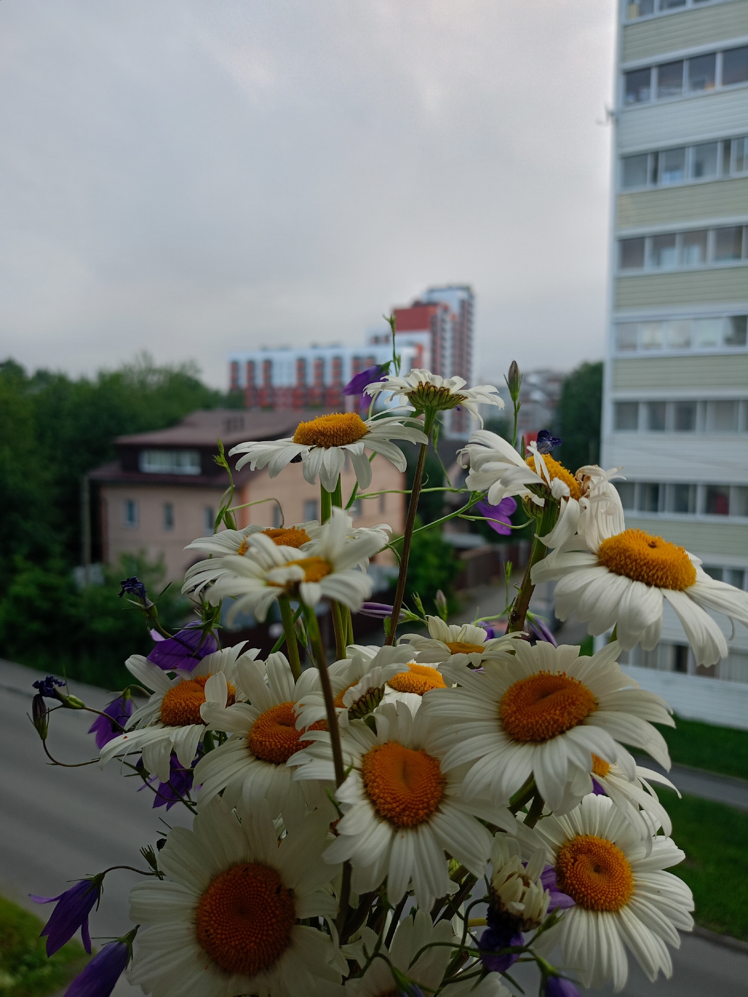 Grey cat, daisy bouquet, and a cloudy city skyline