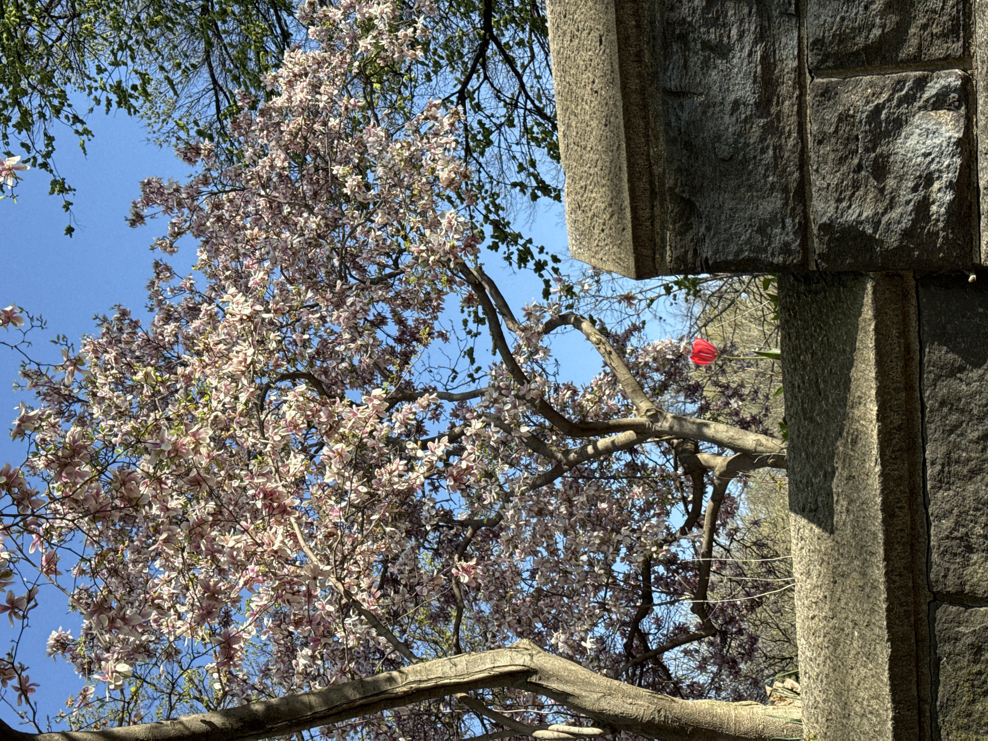 Spring afternoon stroll includes coffee stop in NYC