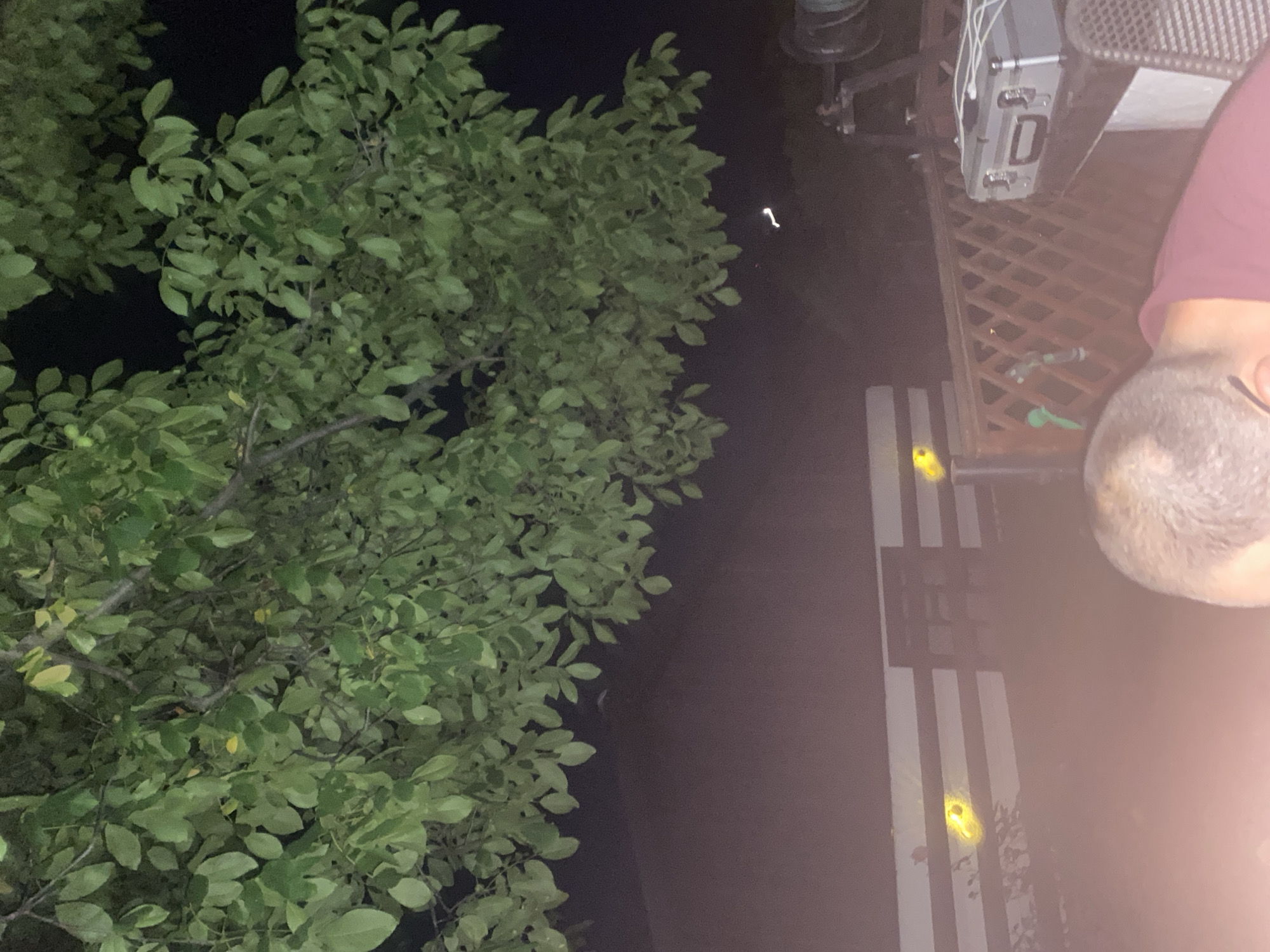 Midsummer evening in a Romanian backyard garden