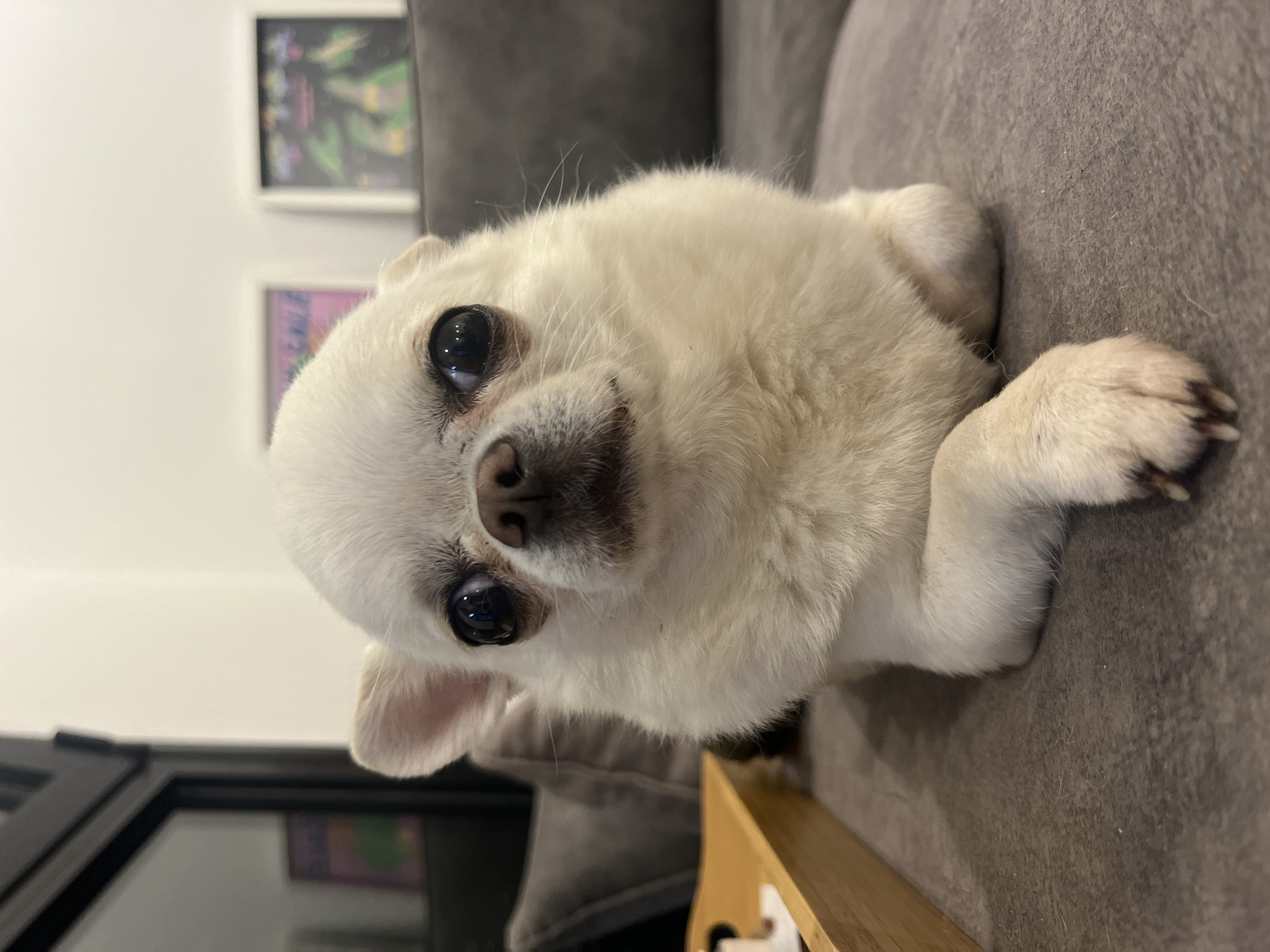 White chihuahua rests on couch in Tel Aviv home