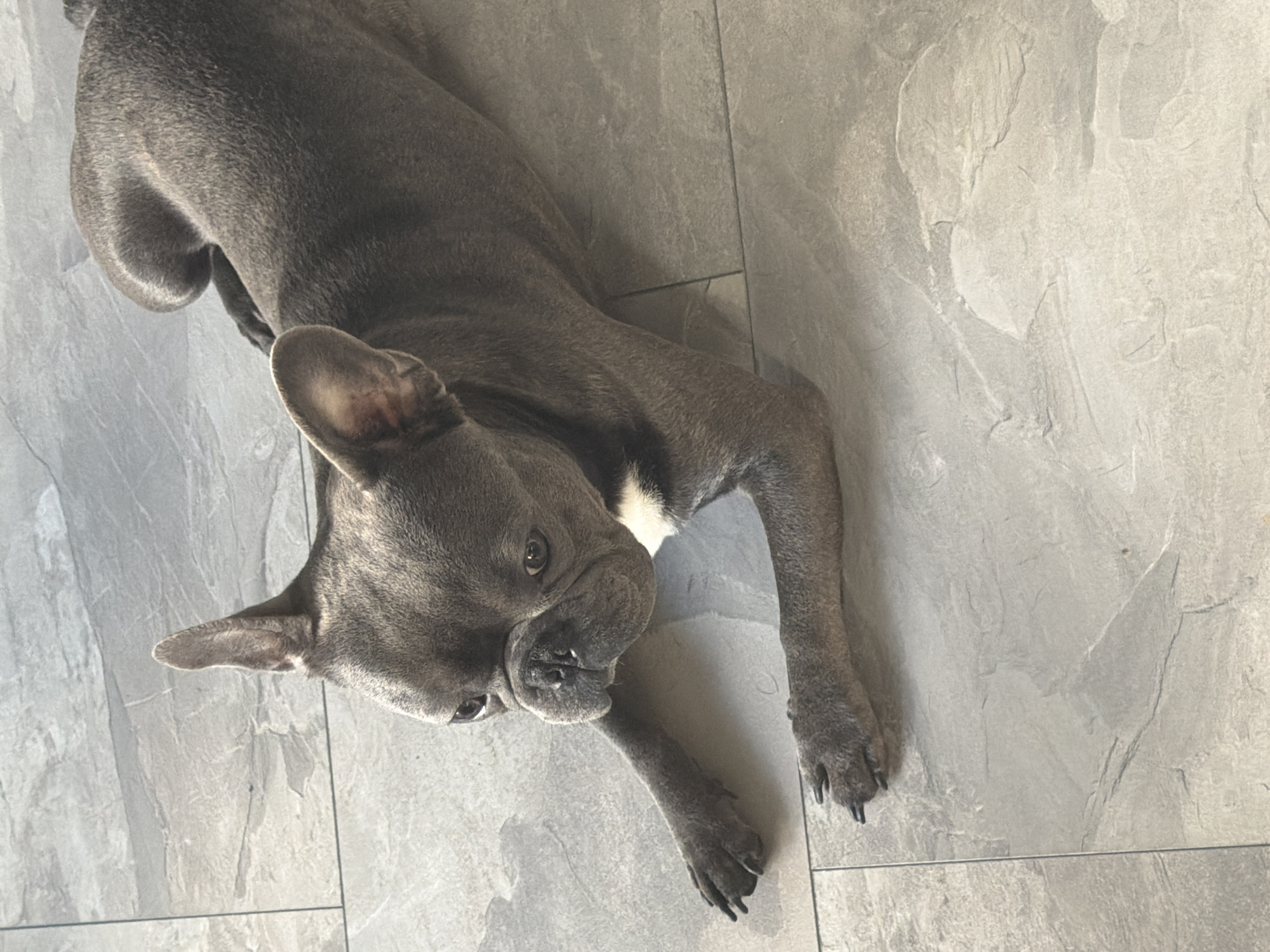 French Bulldog Observed Playing, Resting in Ruse, Bulgaria