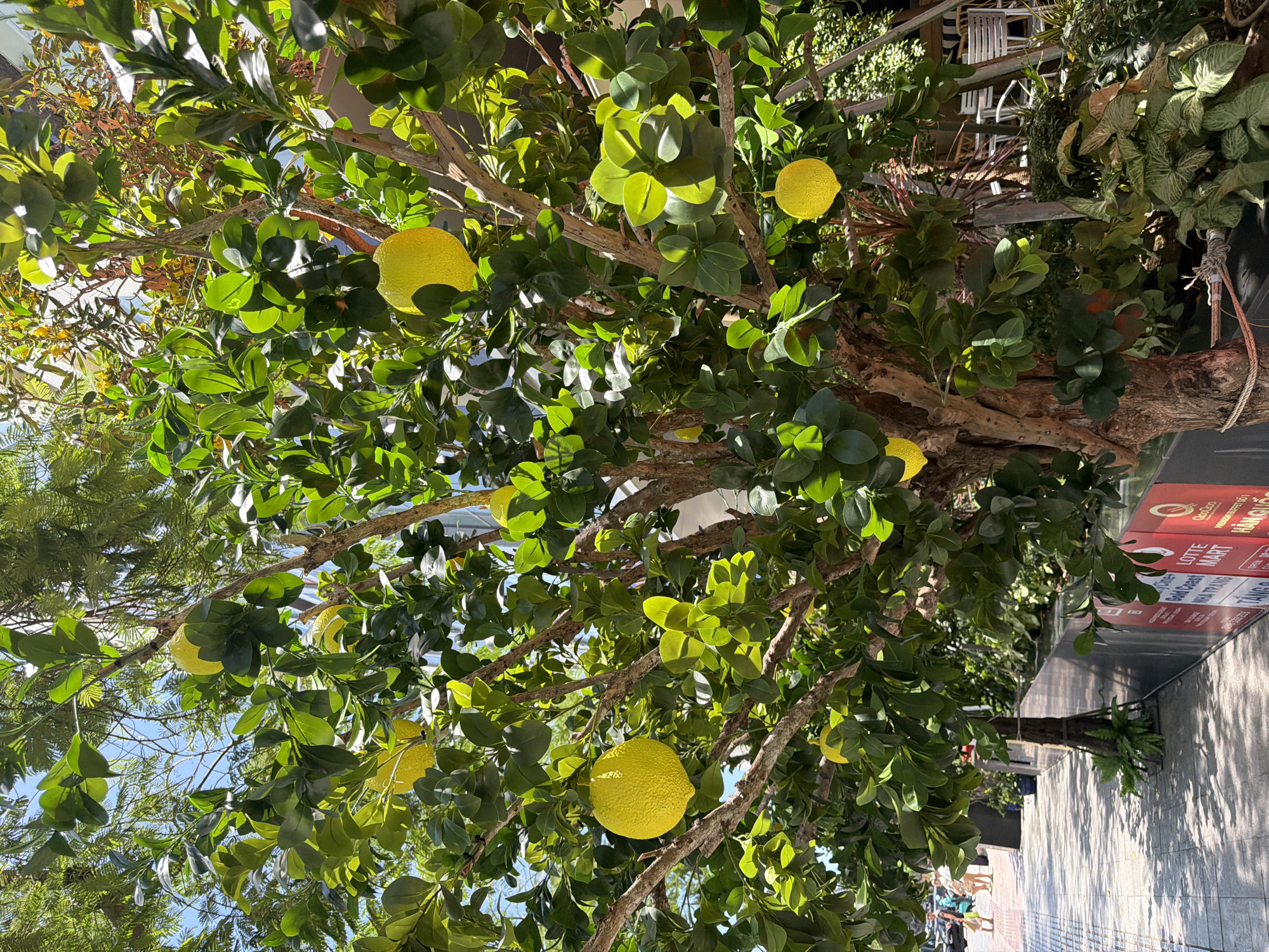 Lemon-themed street display documented in Nha Trang Ward