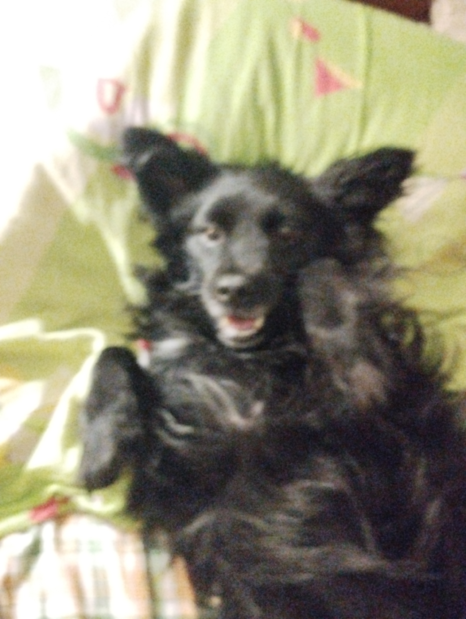 Black dog fully relaxing around an Odesa apartment