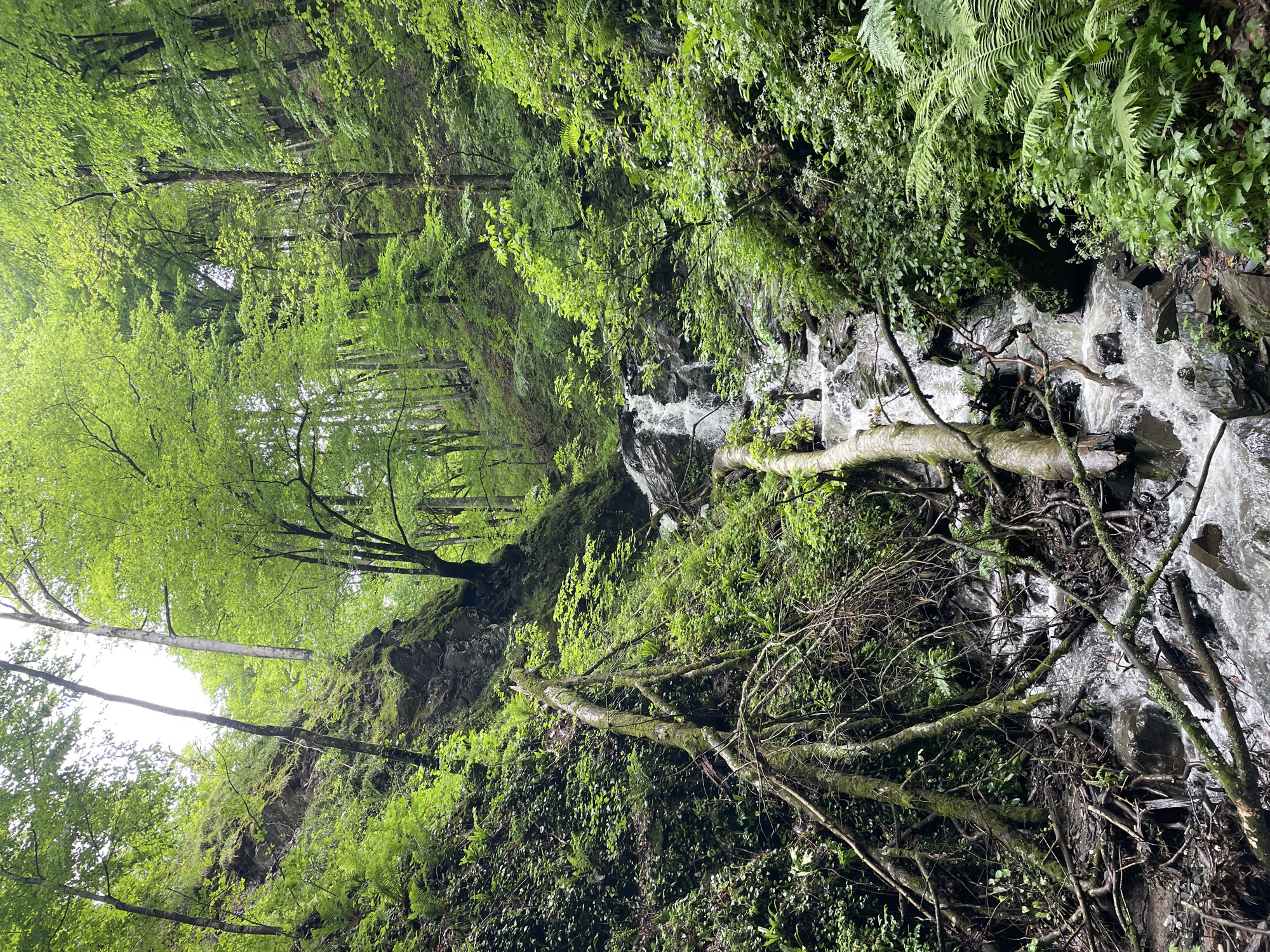 Forest stream flows through wooded area in Estosadok, Russia