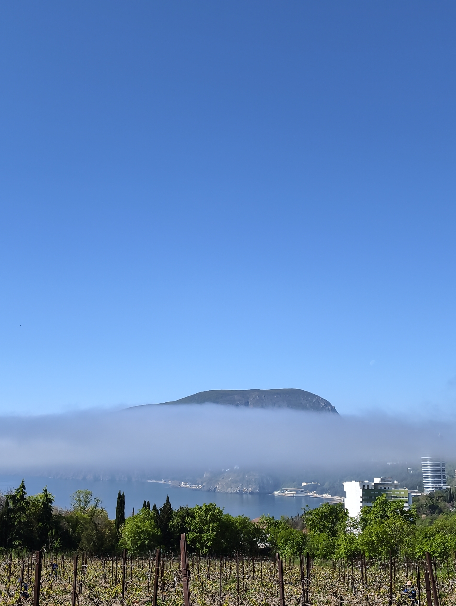 Morning fog observed over Ukrainian vineyard in Utios