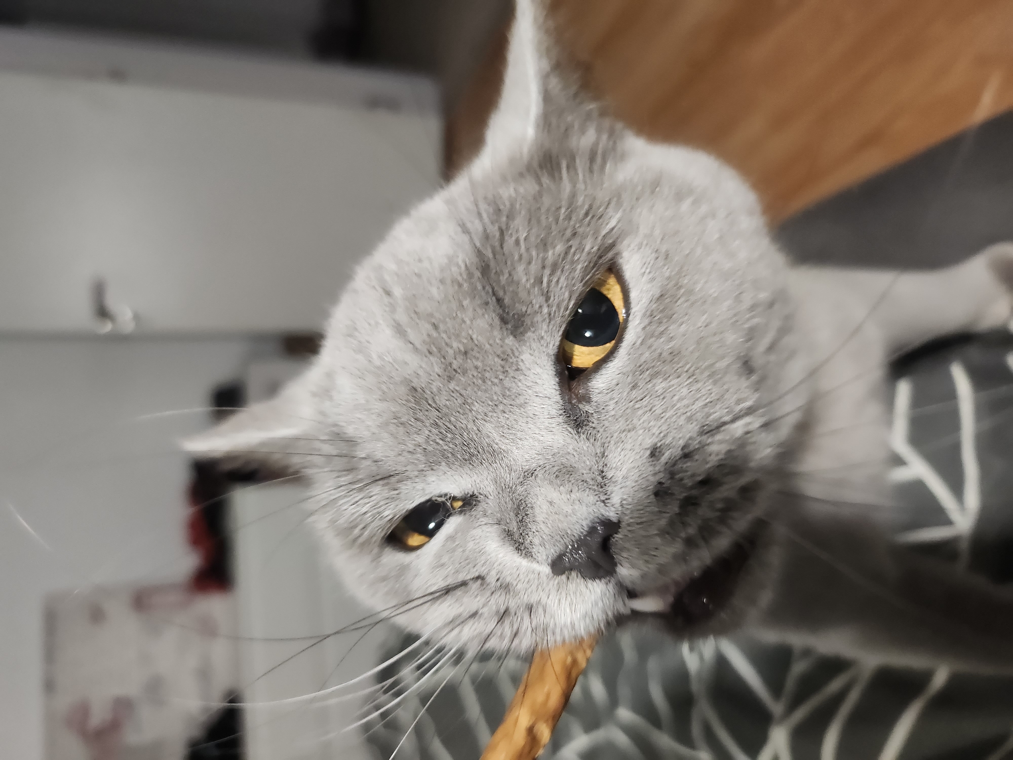 British Shorthair cat treat feeding session in Tsarevo home