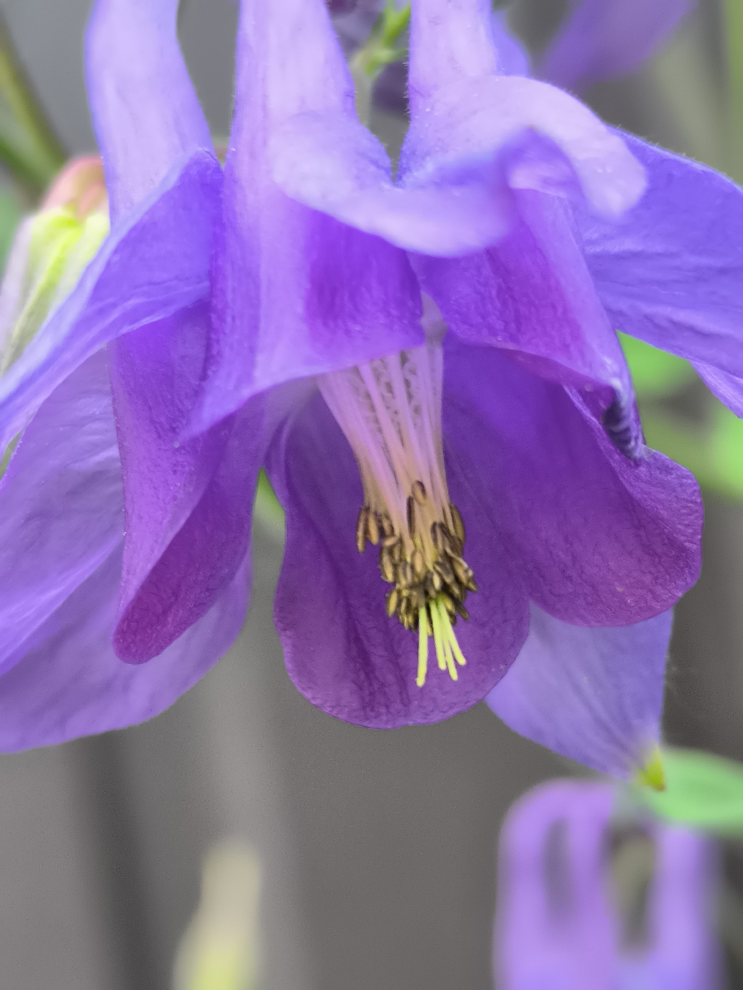 Garden photography session captures flowers and pet in Dercekliai