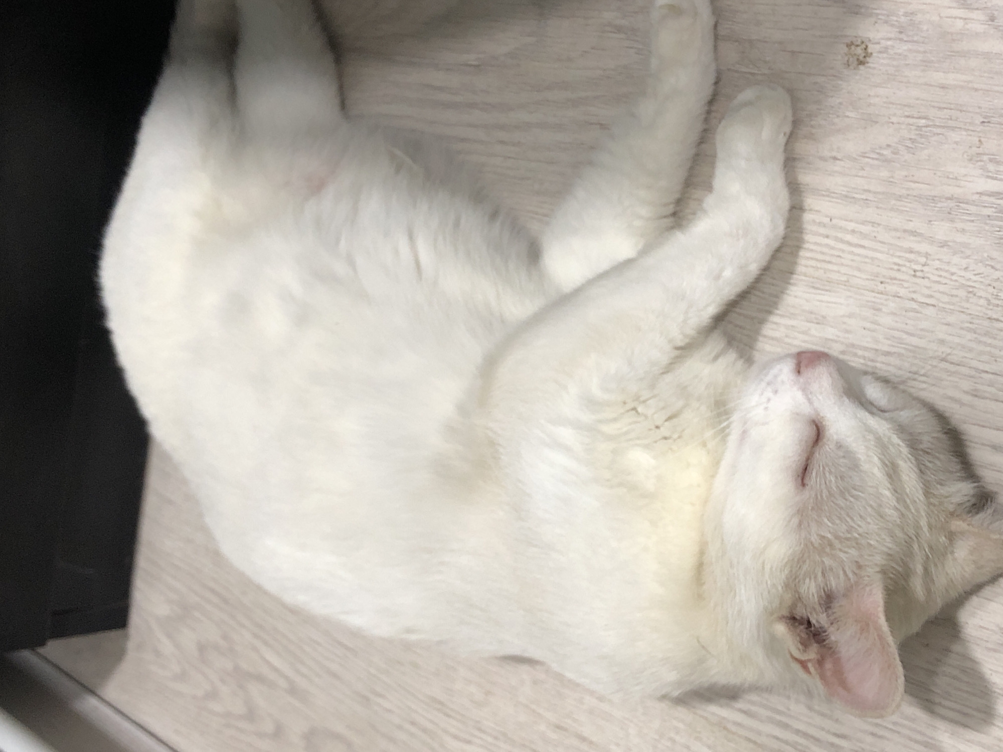White cat napping on a wooden floor in Azerbaijan
