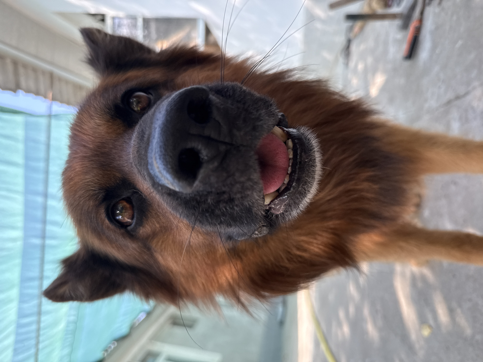 German Shepherd up close, multiple angles, Gulistan