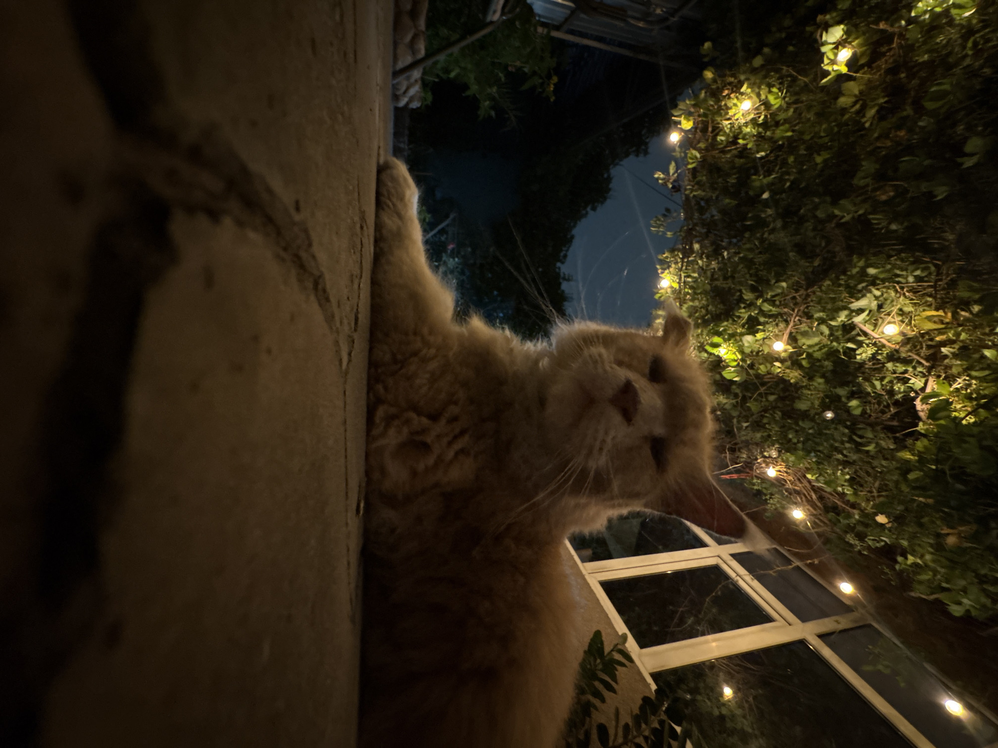 Cats and pugs in an Almaty backyard on a summer night