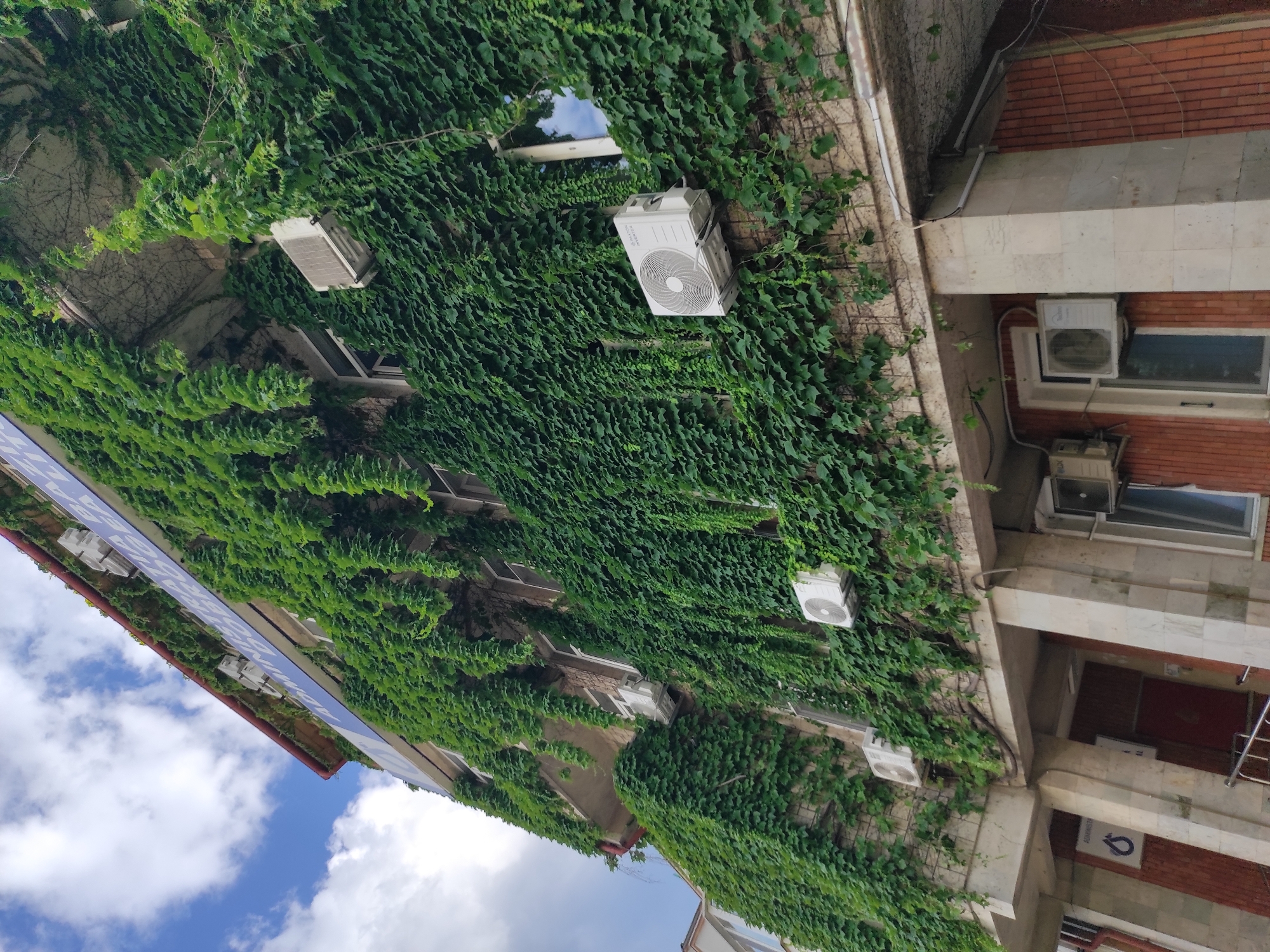 Ivy-covered café and lavender streets in Constanța, Romania