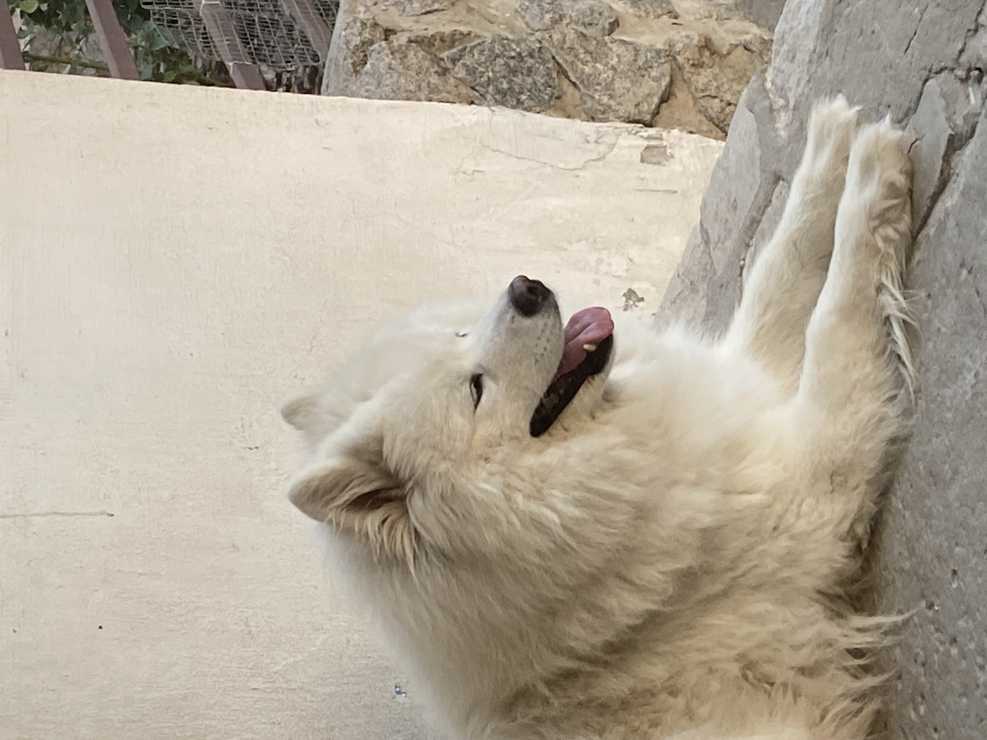 Samoyed relaxing on a stone ledge, calm and camera-ready.