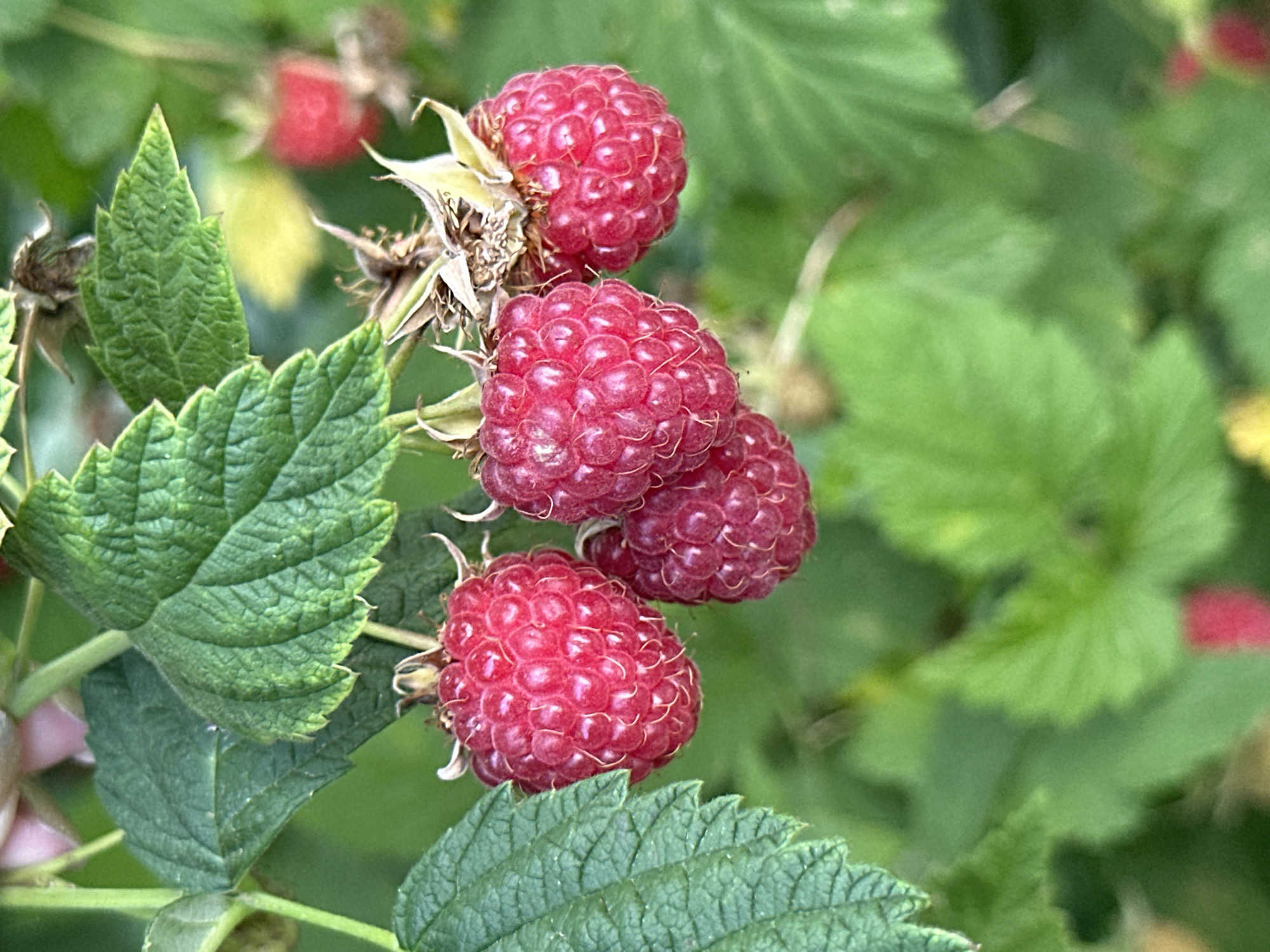 Raspberry picking and garden life in Perm, Russia