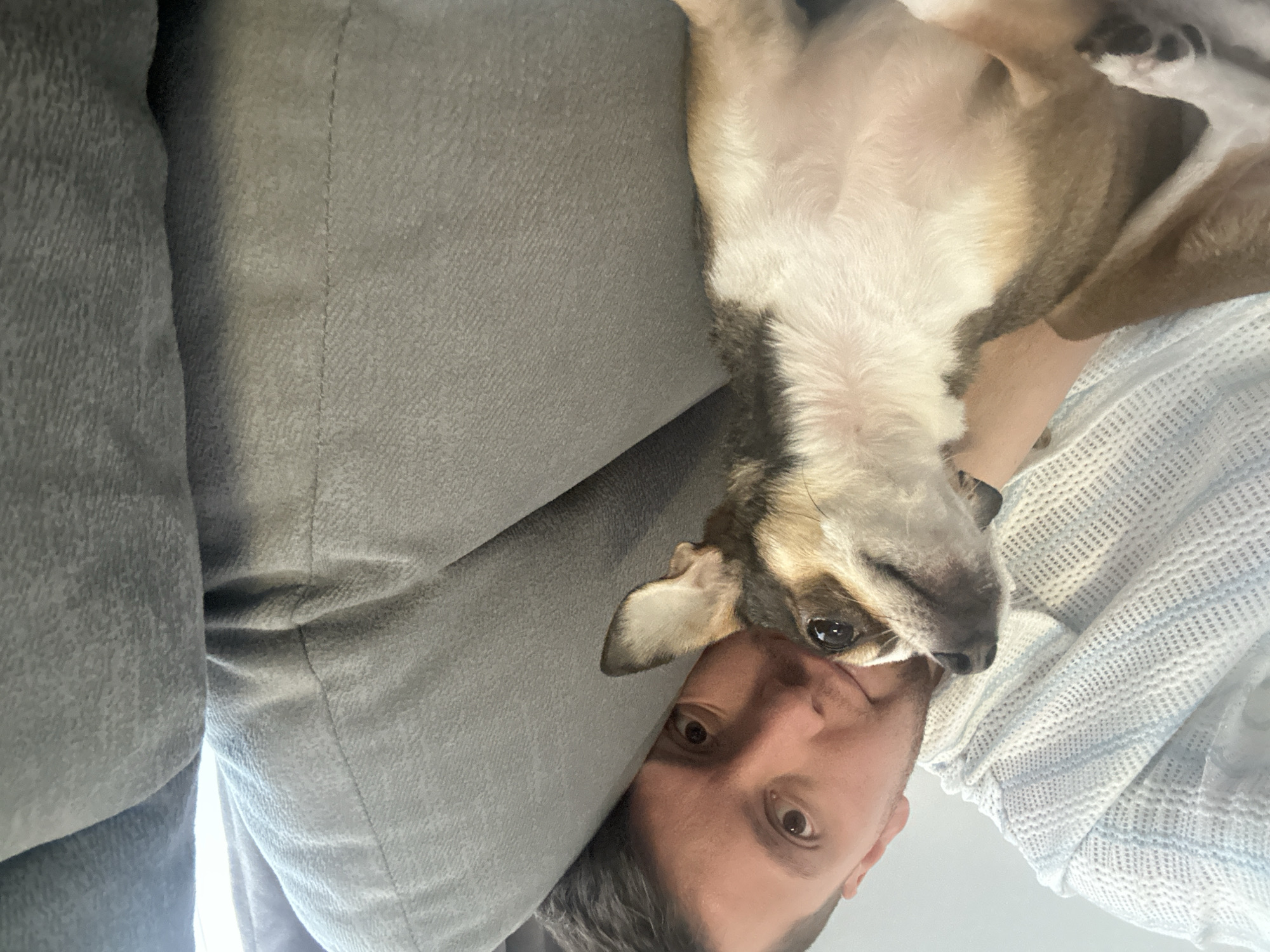 Couch selfies with a chihuahua in Mirny