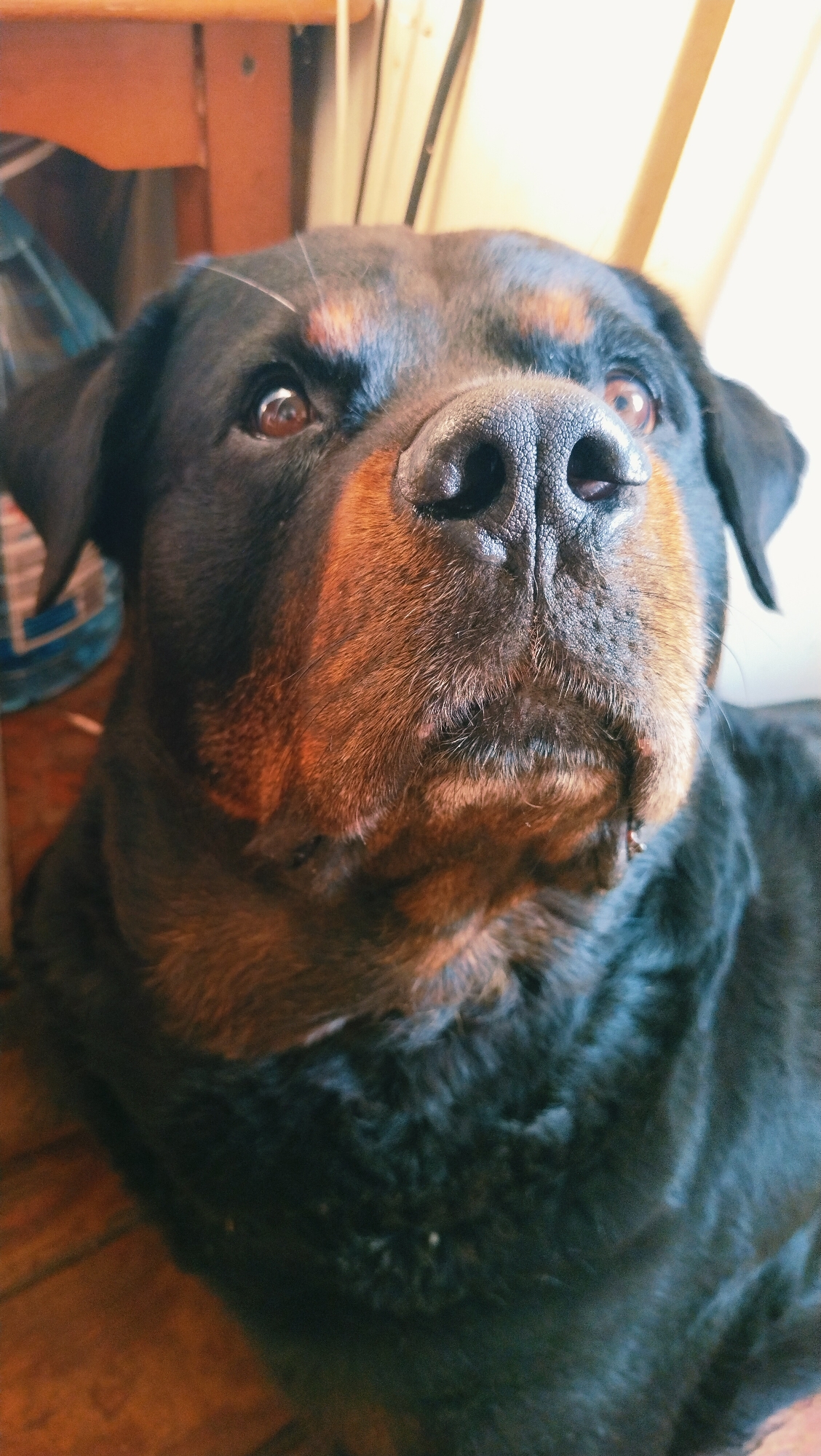 Morning with a Rottweiler in a Ukrainian park town