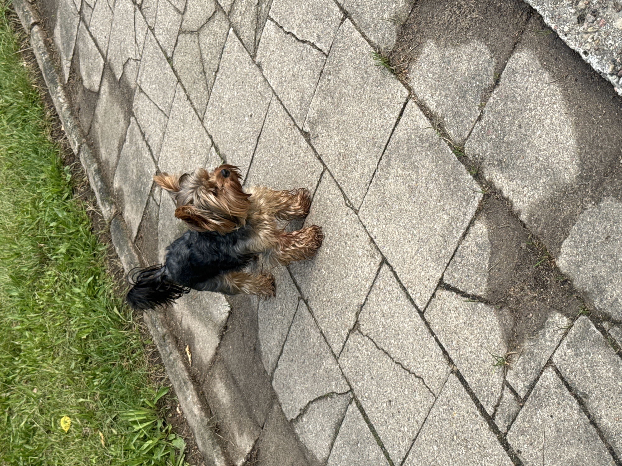 Yorkshire Terrier on a sunny morning walk in Rudamina