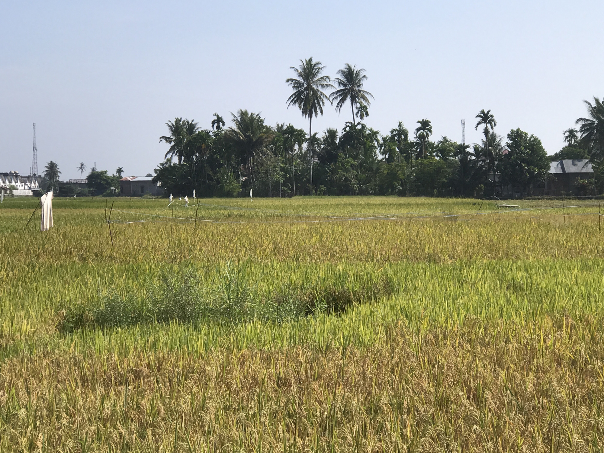 Rice field shows mixed harvest stages near Uruekanoe, Indonesia