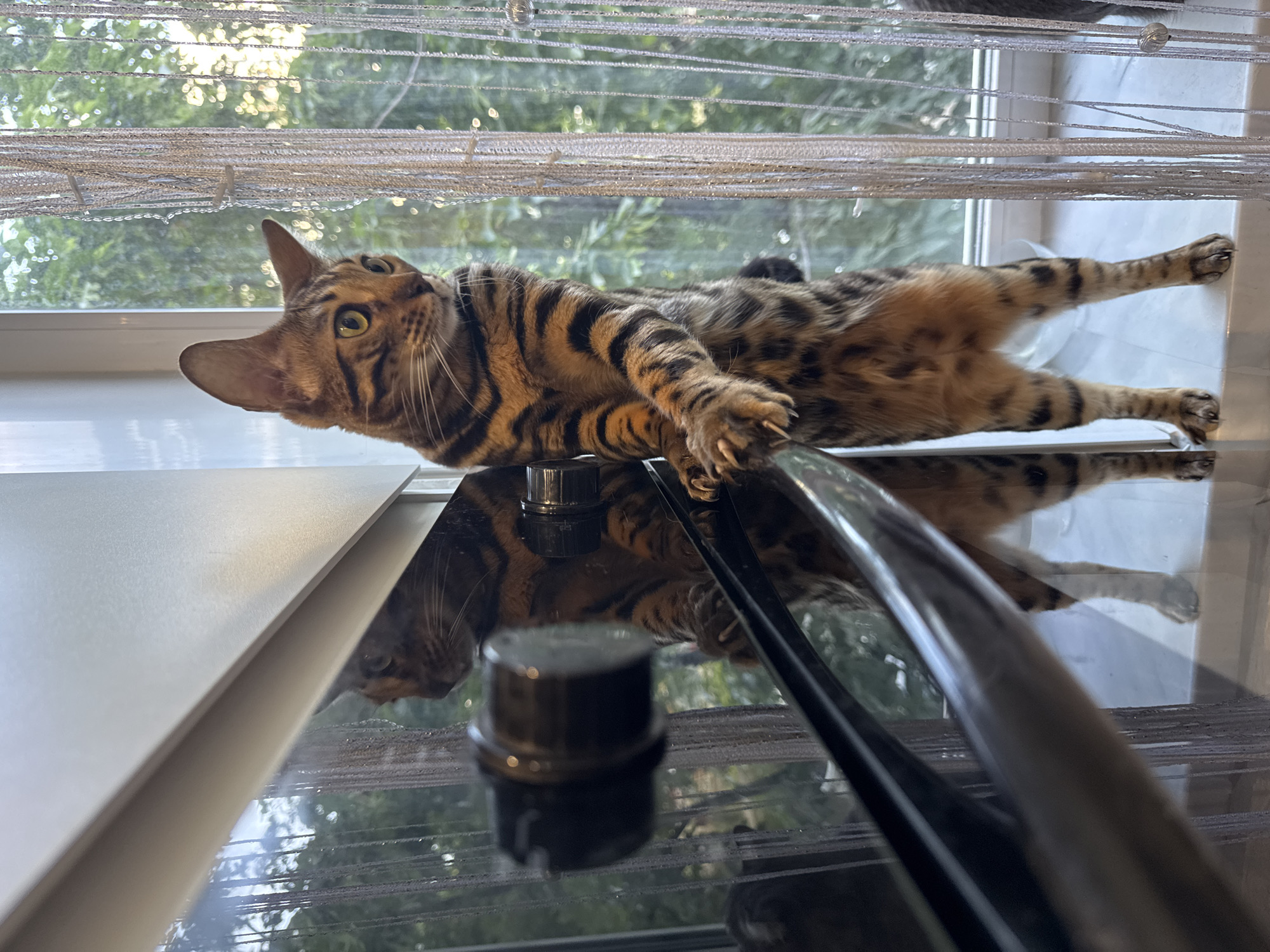 Domestic morning moments with Bengal cats, husky, and owner