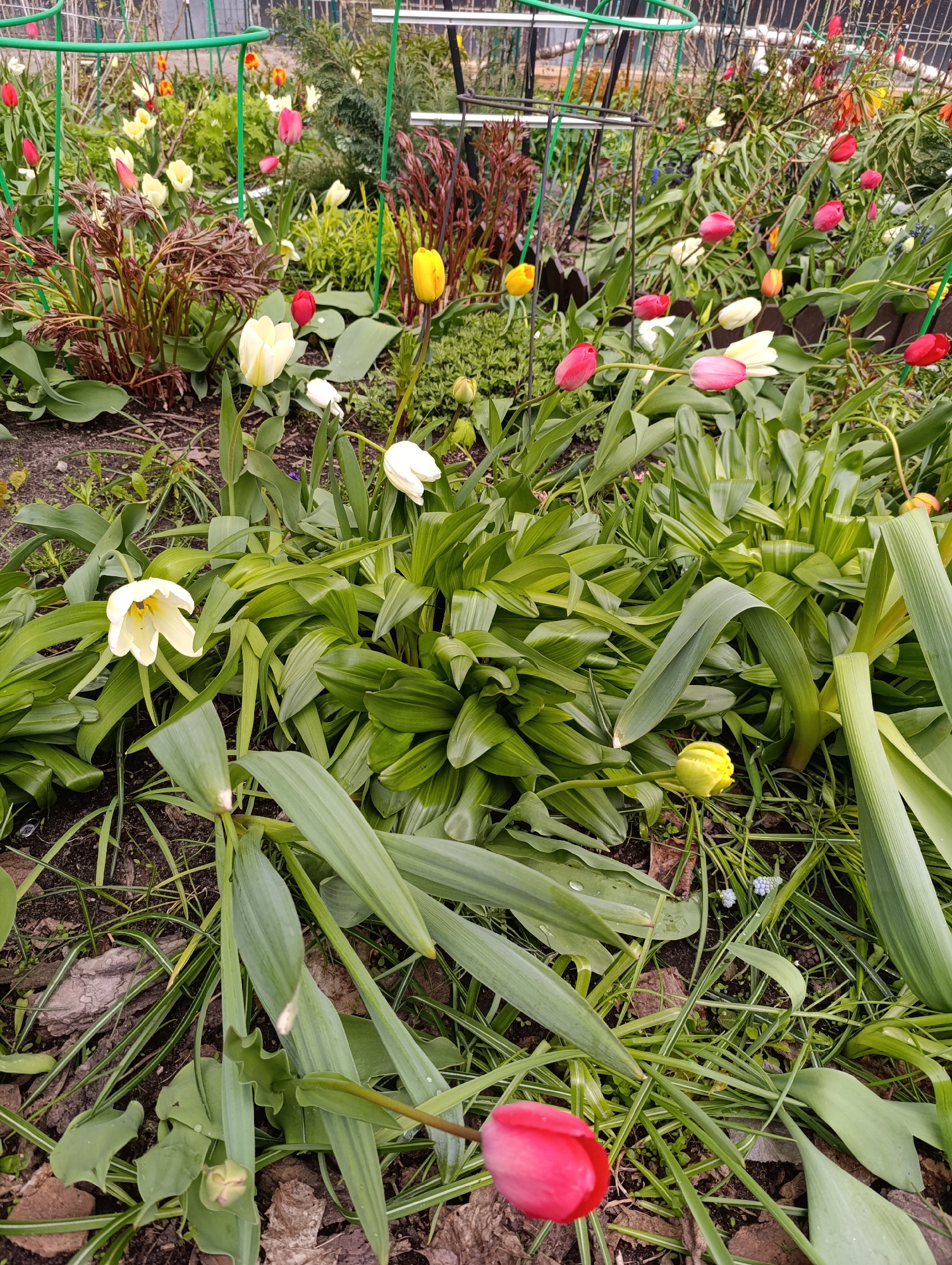 Spring day scenes captured across Chernogolovka residential areas