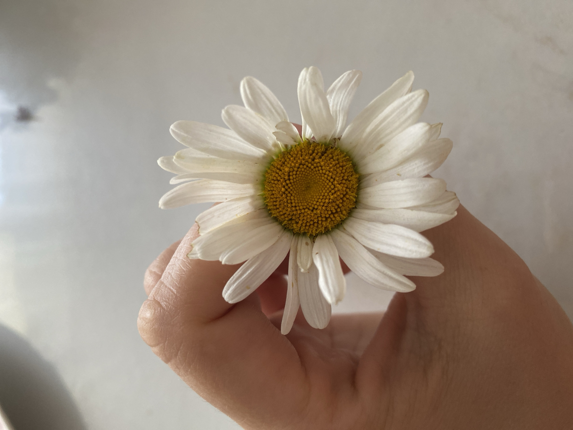 Close-up details: daisy, houseplant, and fresh strawberries indoors
