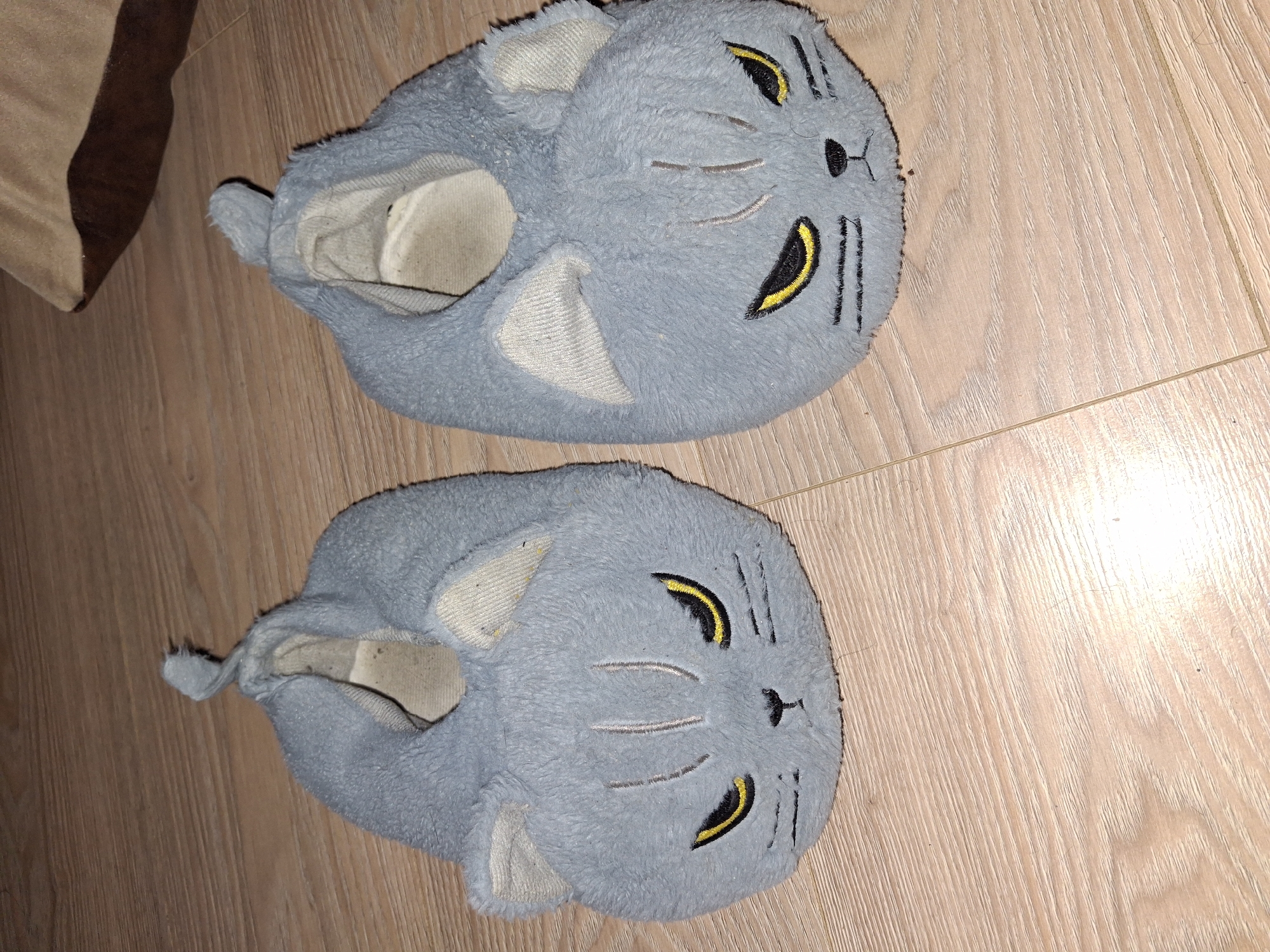 Cat slippers and dog walking captured in Varna
