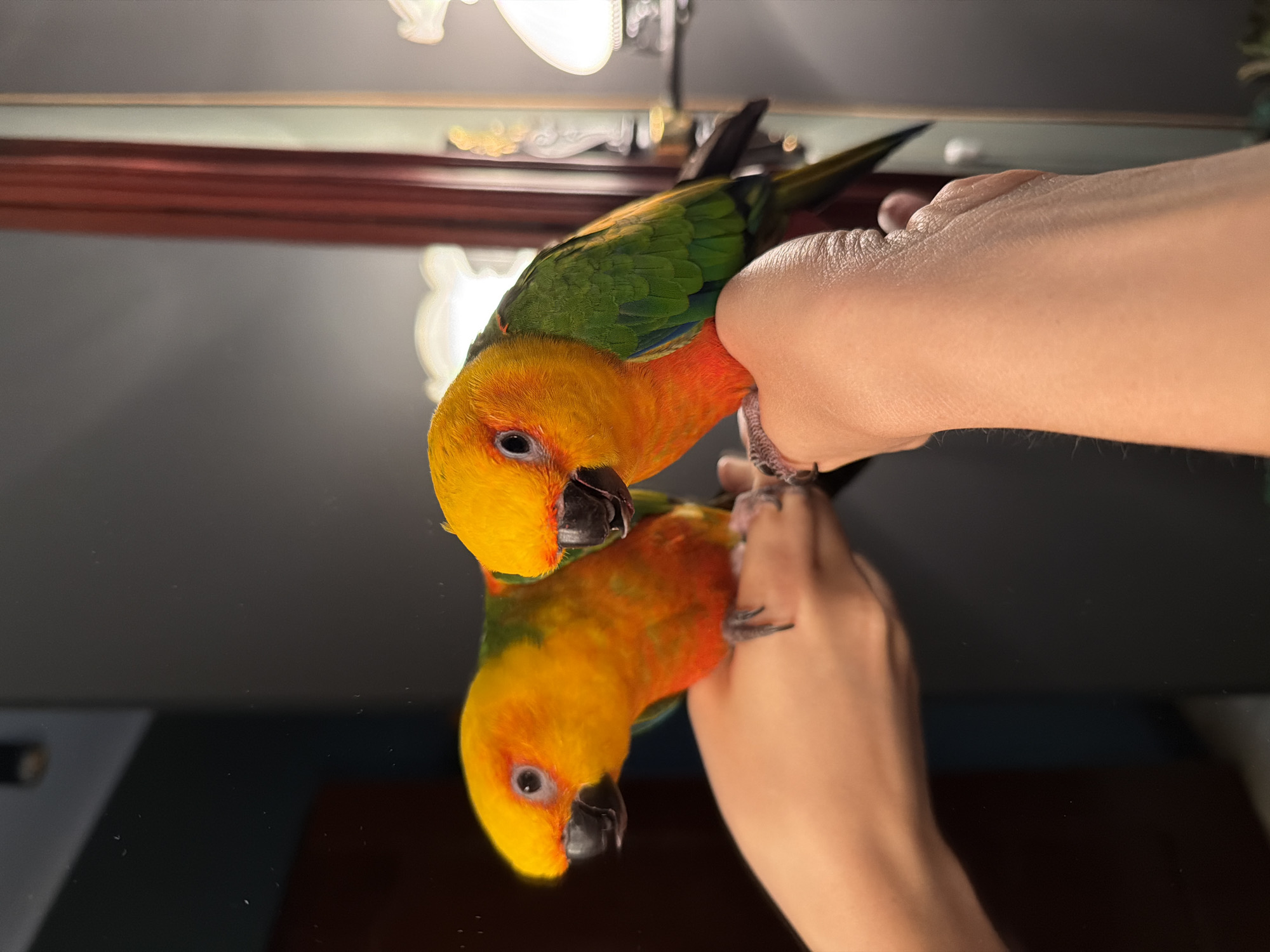 Hotel layover in Khimki with a parrot sighting