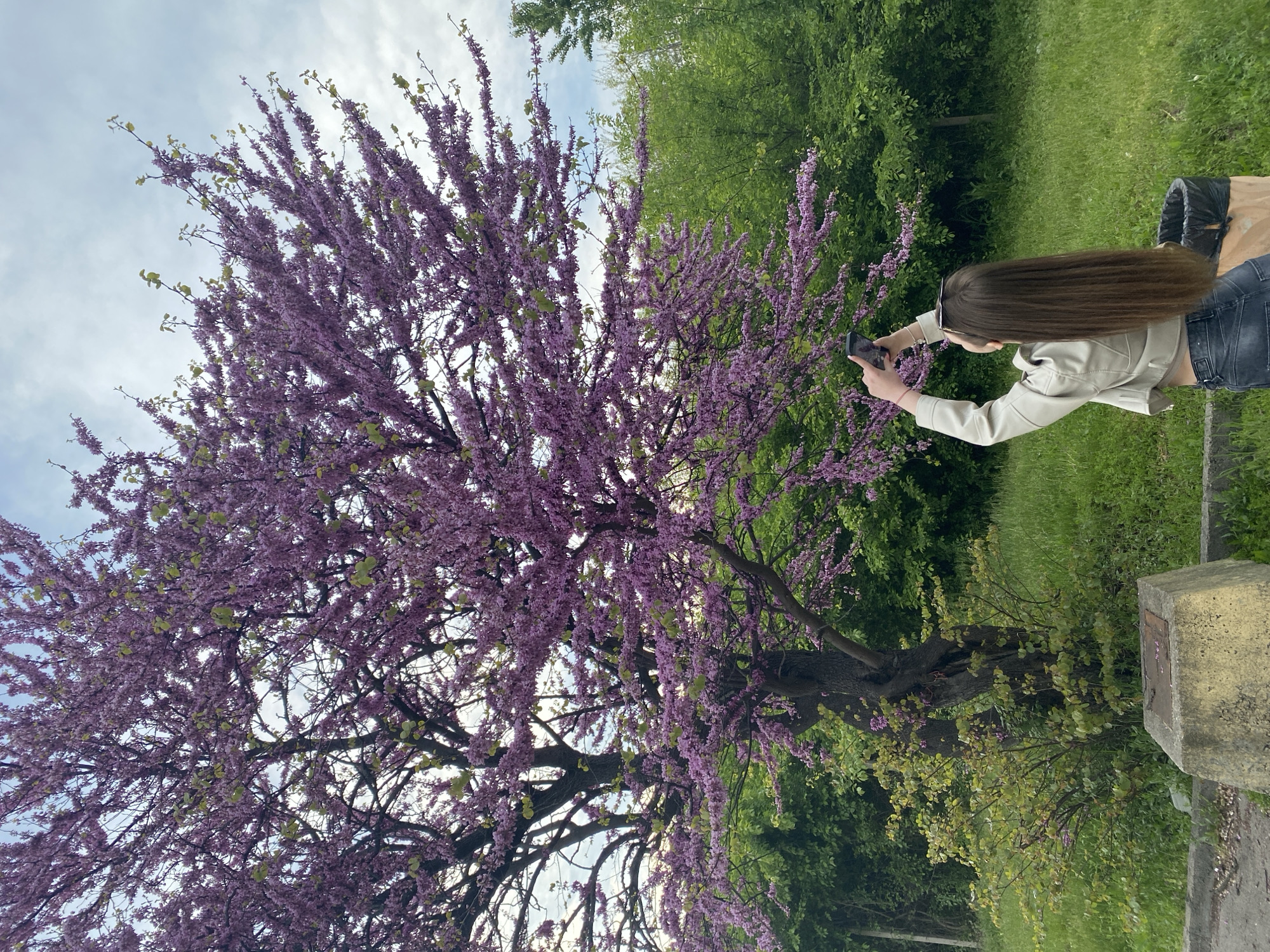 Spring blooms draw photographers to Stara Zagora lakefront park