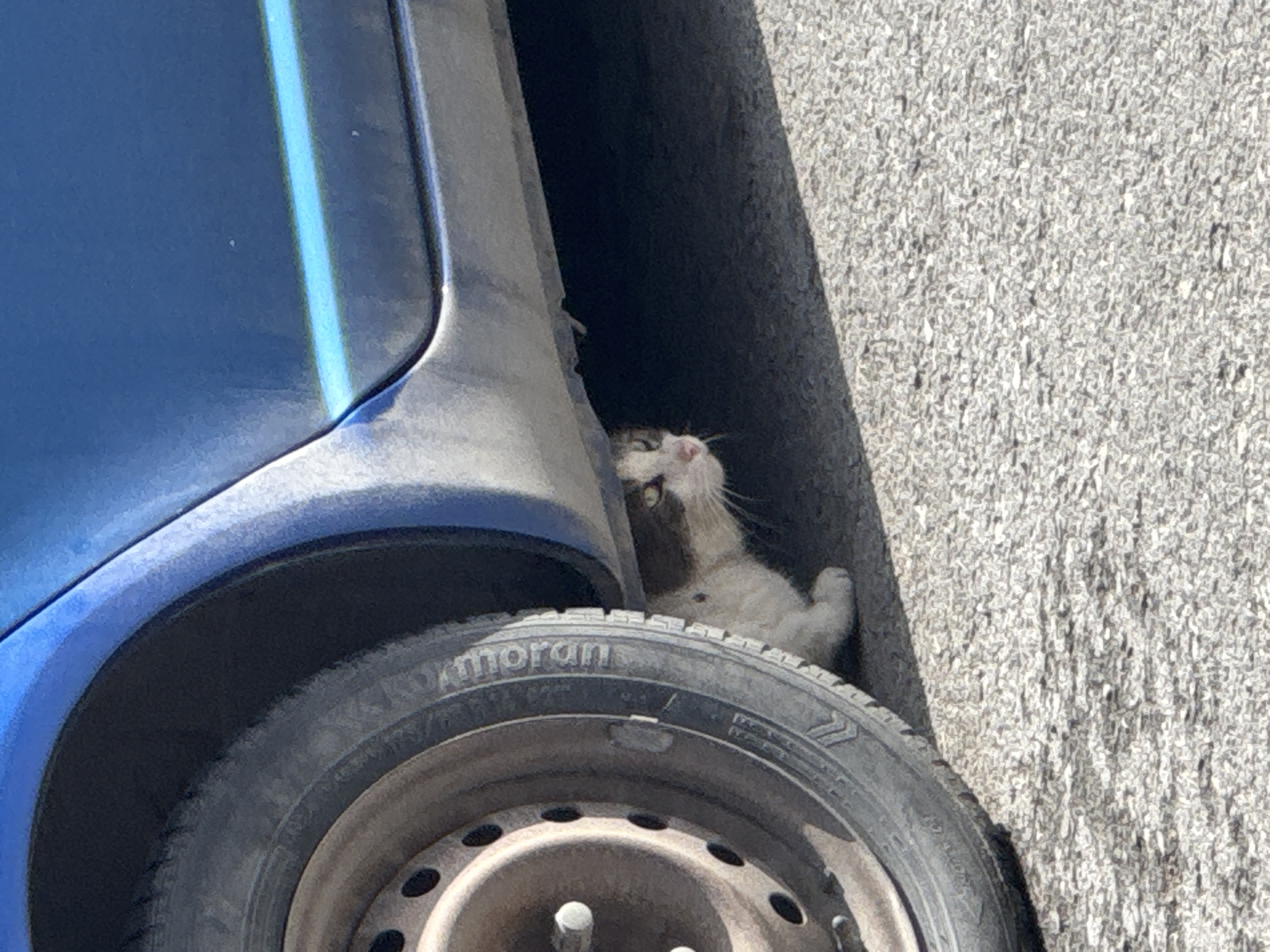 Morning street scenes and cats observed in Varna, Bulgaria