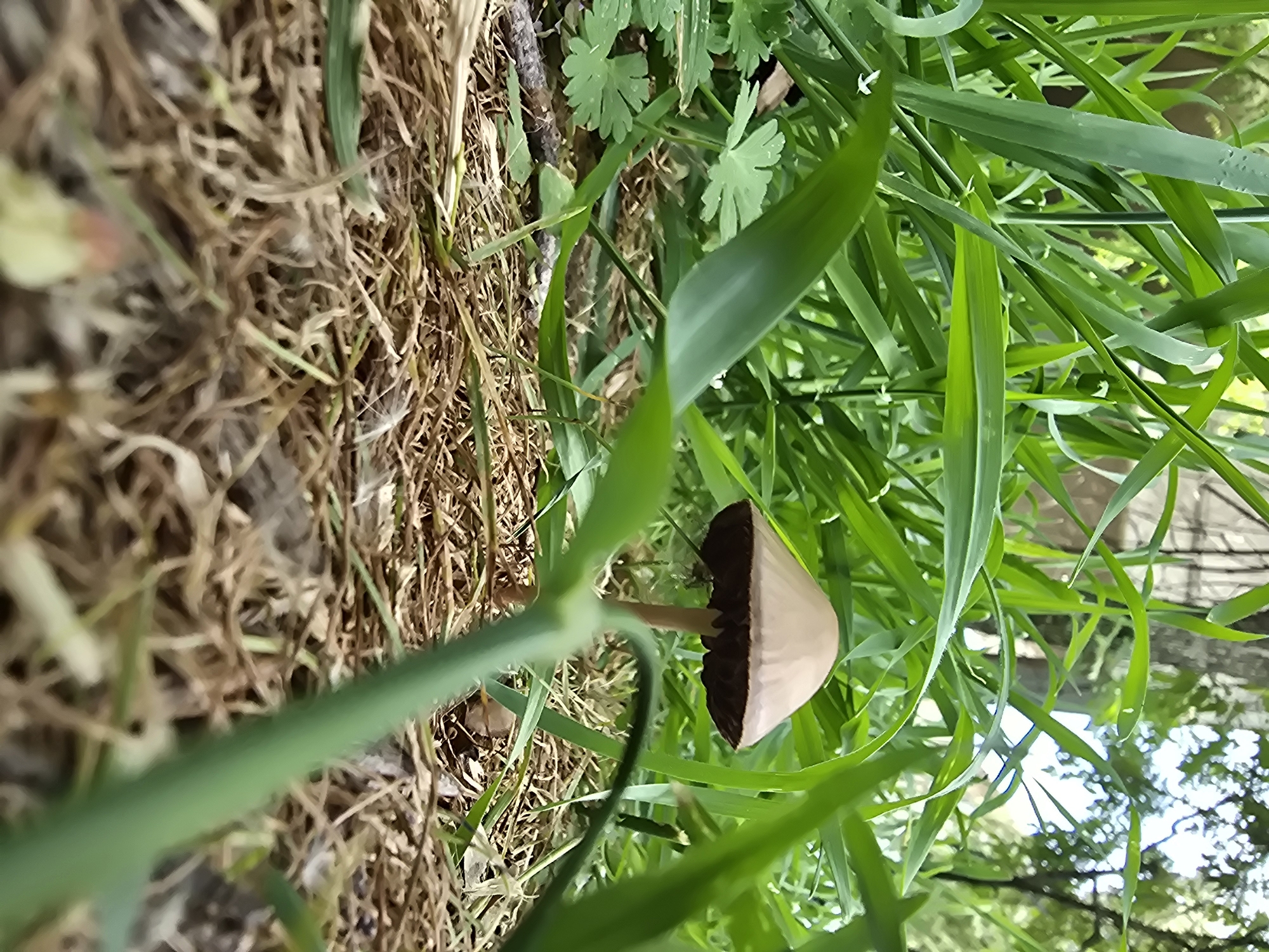 Mushrooms spotted in grass patches, wooden planks observed