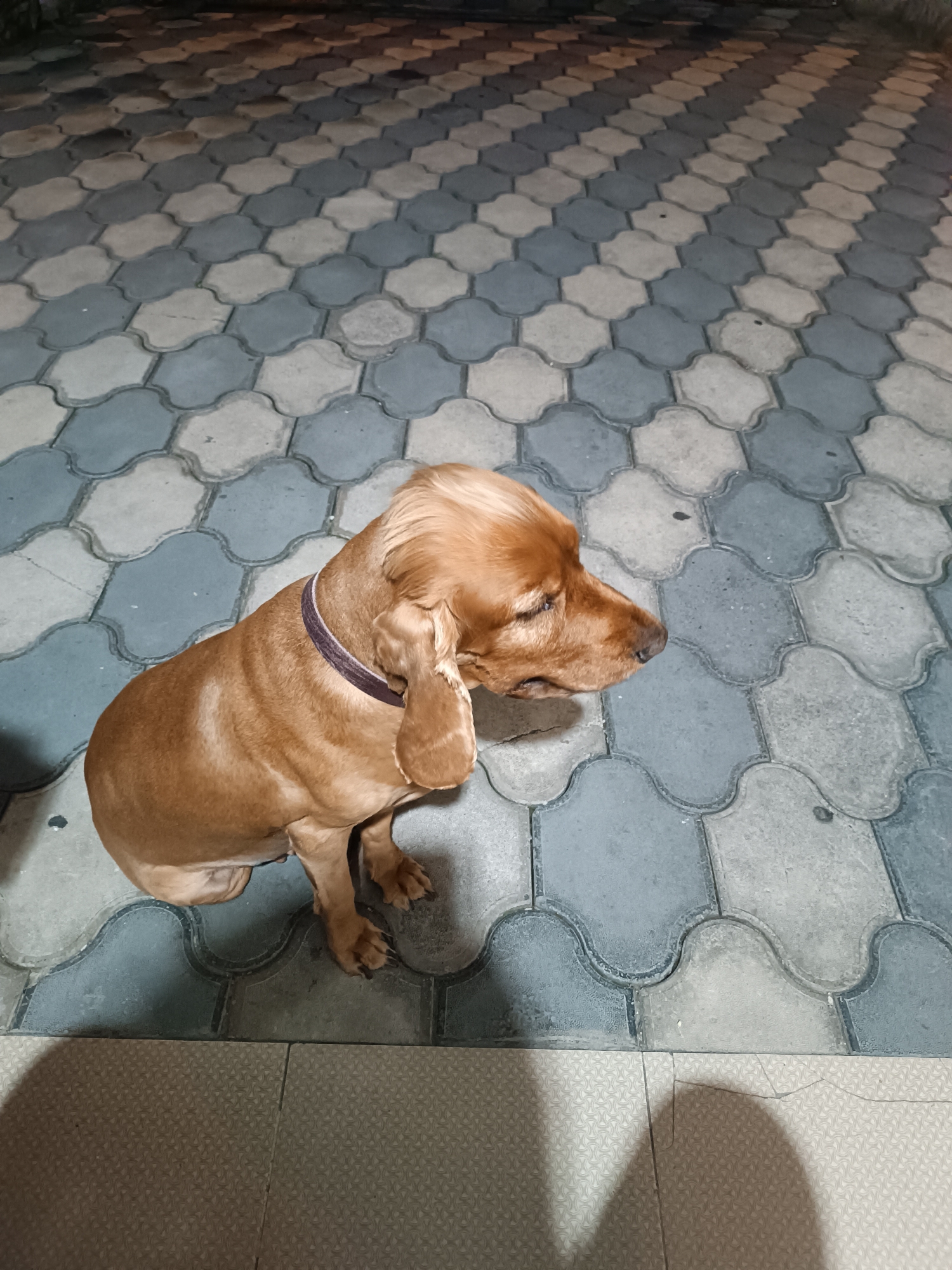 Dog, drinks, and dinner at a Tbilisi home