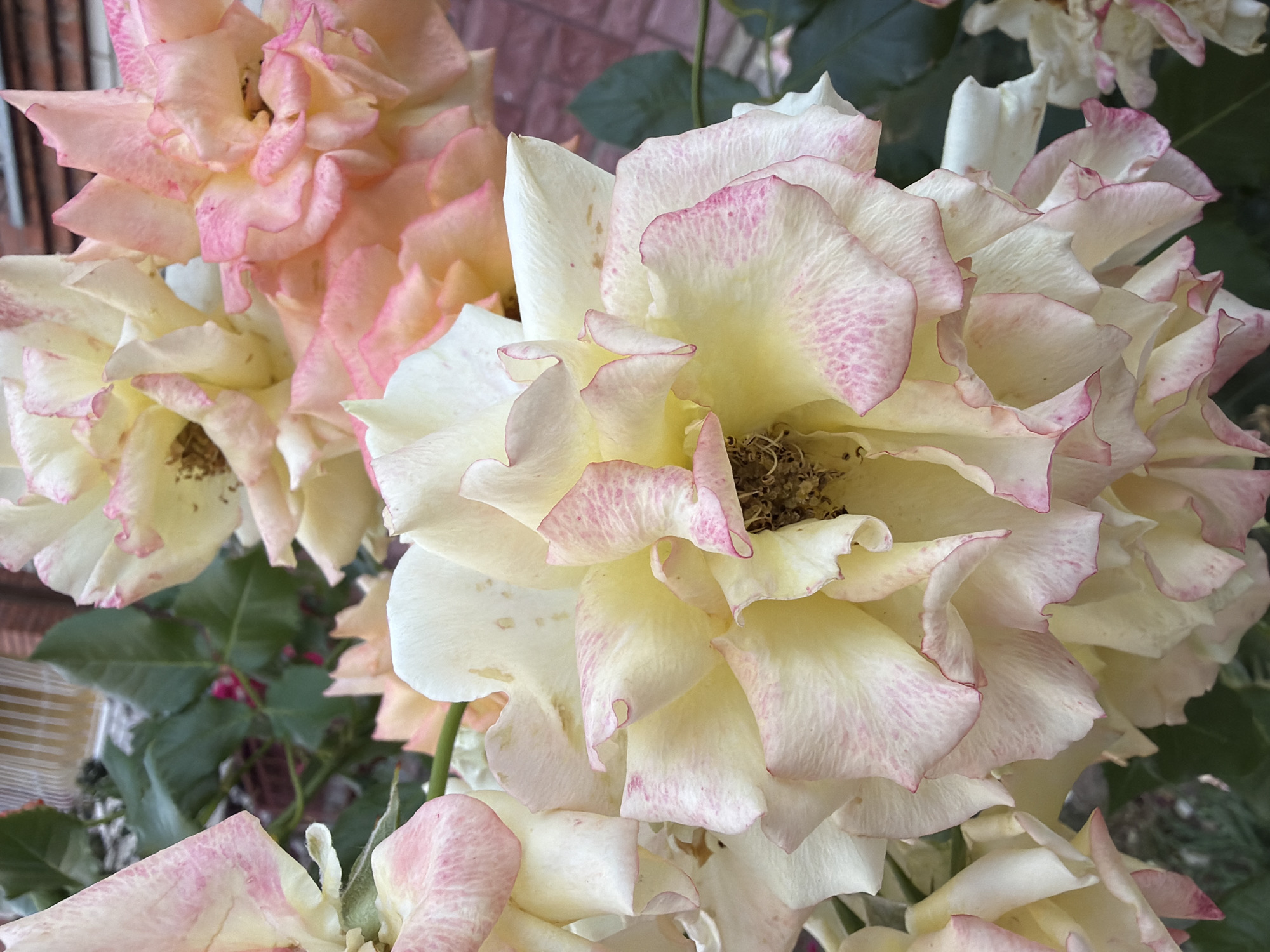 Roses and a dressed-up dog in a Ternopil courtyard