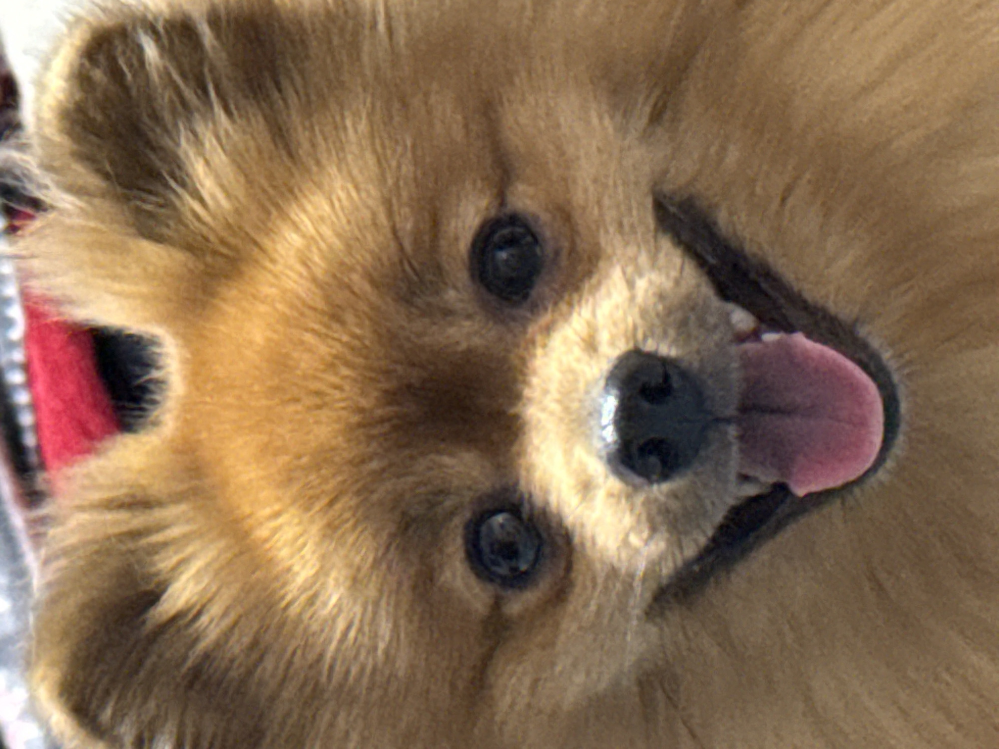 Pomeranian dog photographed at home in Khimki, Russia